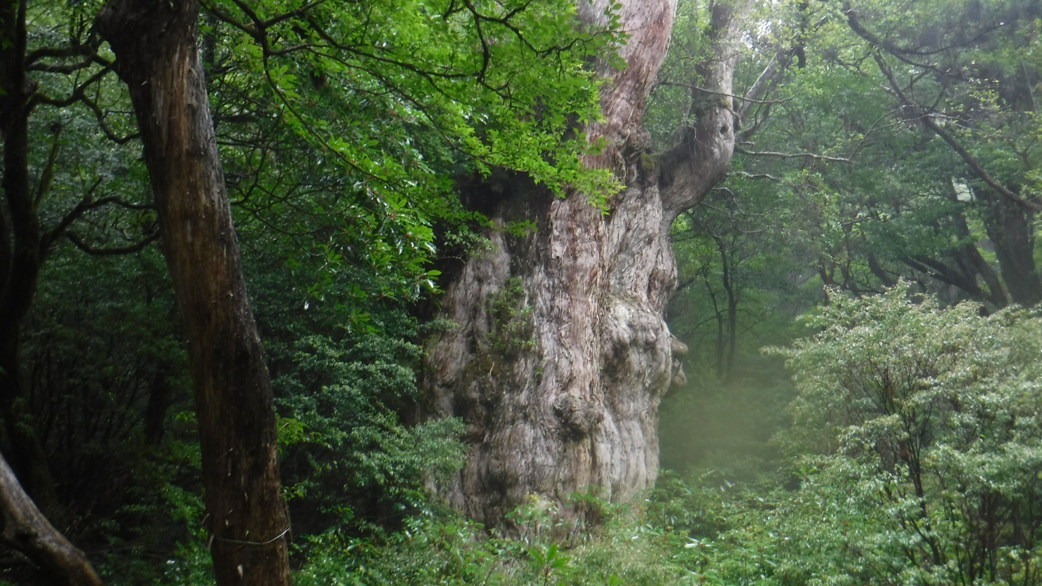 屋久島 縄文杉と白谷雲水峡の欲張りコース のりさんの屋久島 宮之浦岳の活動日記 Yamap ヤマップ