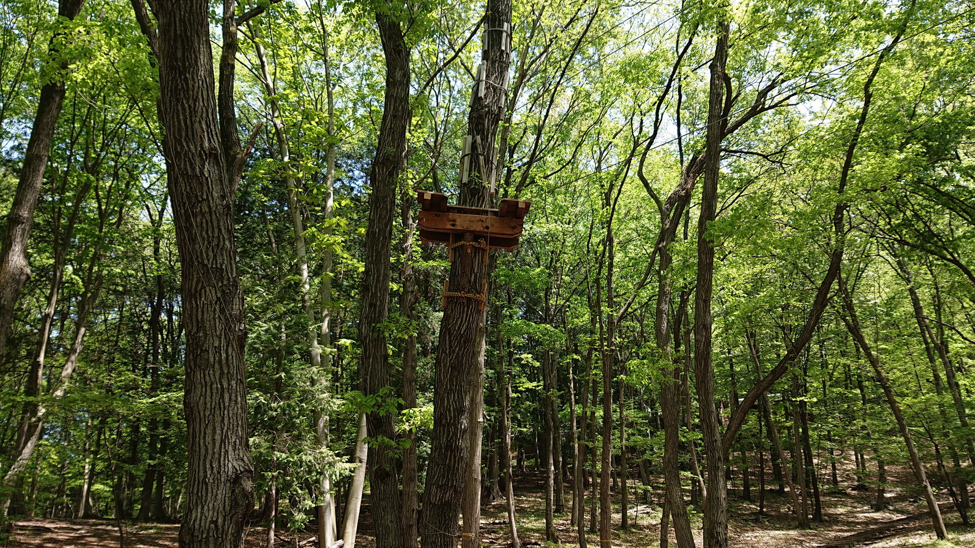 子どものもり公園 ウォーキング 篠井富屋連峰 宇都宮アルプス の写真8枚目 フィールドアスレチック的な遊具もいろいろ Yamap ヤマップ