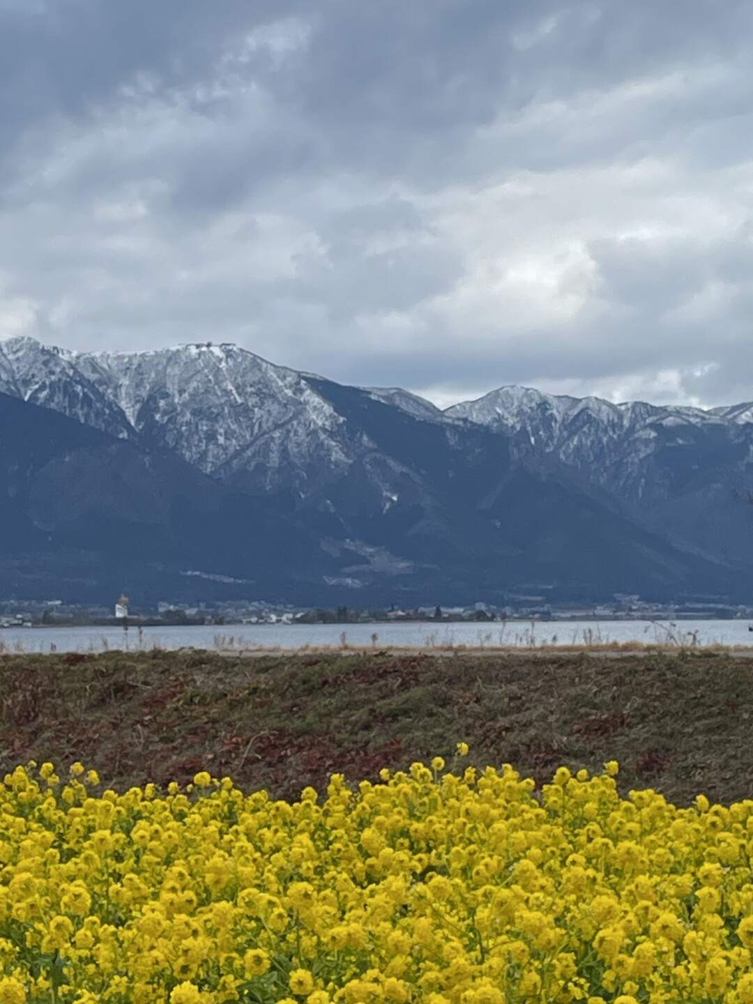 滋賀県守山市の第1なぎさ公園菜の花畑に まるさんのモーメント Yamap ヤマップ