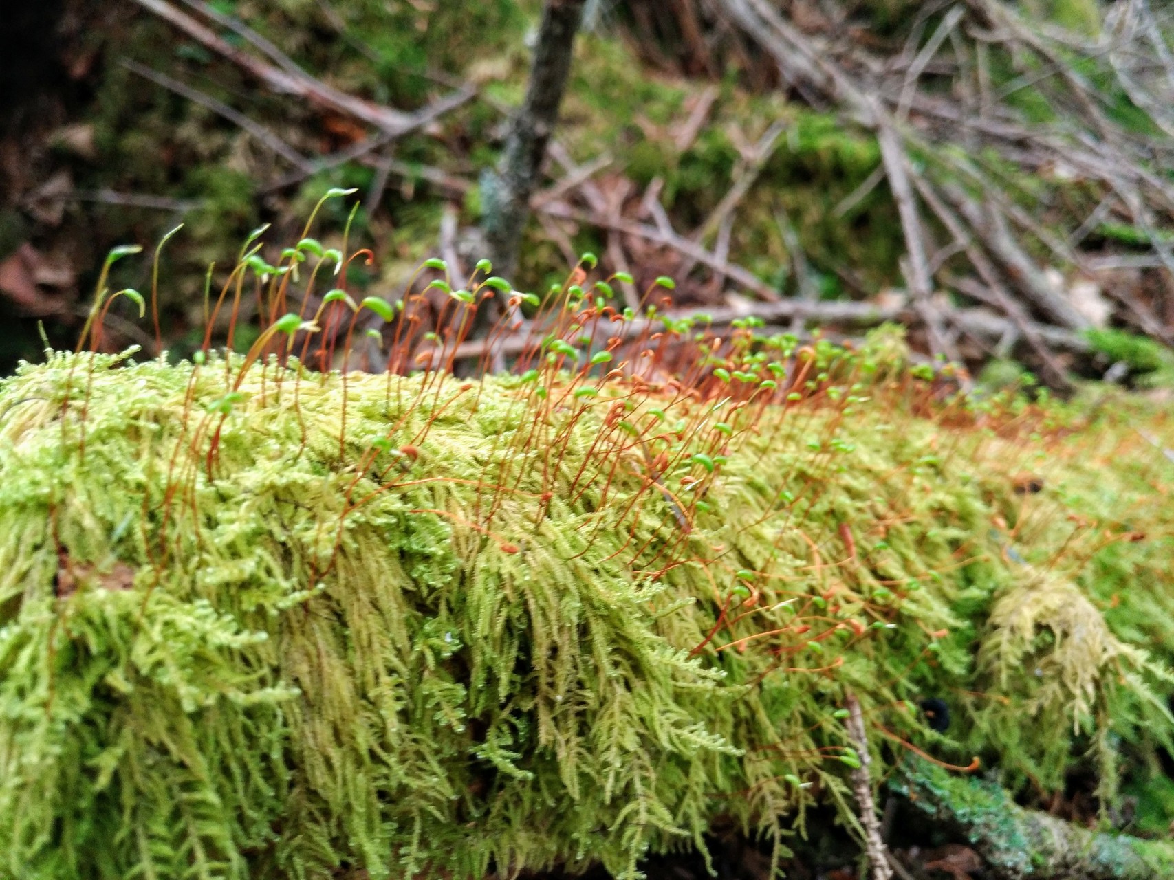 北八ヶ岳 にゅう 苔ワールドに魅了 コケの森で癒されてきました みやびこさんの八ヶ岳 赤岳 硫黄岳 天狗岳 の活動日記 Yamap ヤマップ