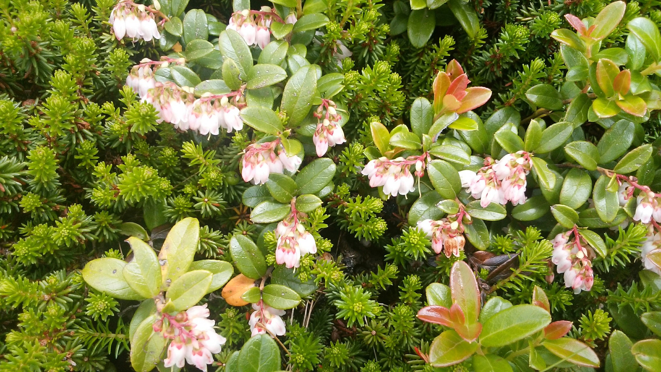 駒草 鴇草 ピンクの蔵王 フェレさんの蔵王山 雁戸山 不忘山の活動日記 Yamap ヤマップ
