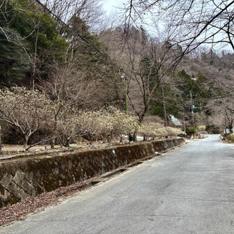 大室山・畦ヶ丸・菰釣山 来週あたり満開かな🌼