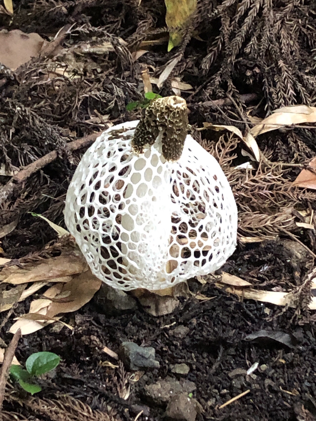 城山 きのこを探して キヌガサダケとタマゴダケ スピカ さんの湯川山 城山 孔大寺山の活動日記 Yamap ヤマップ