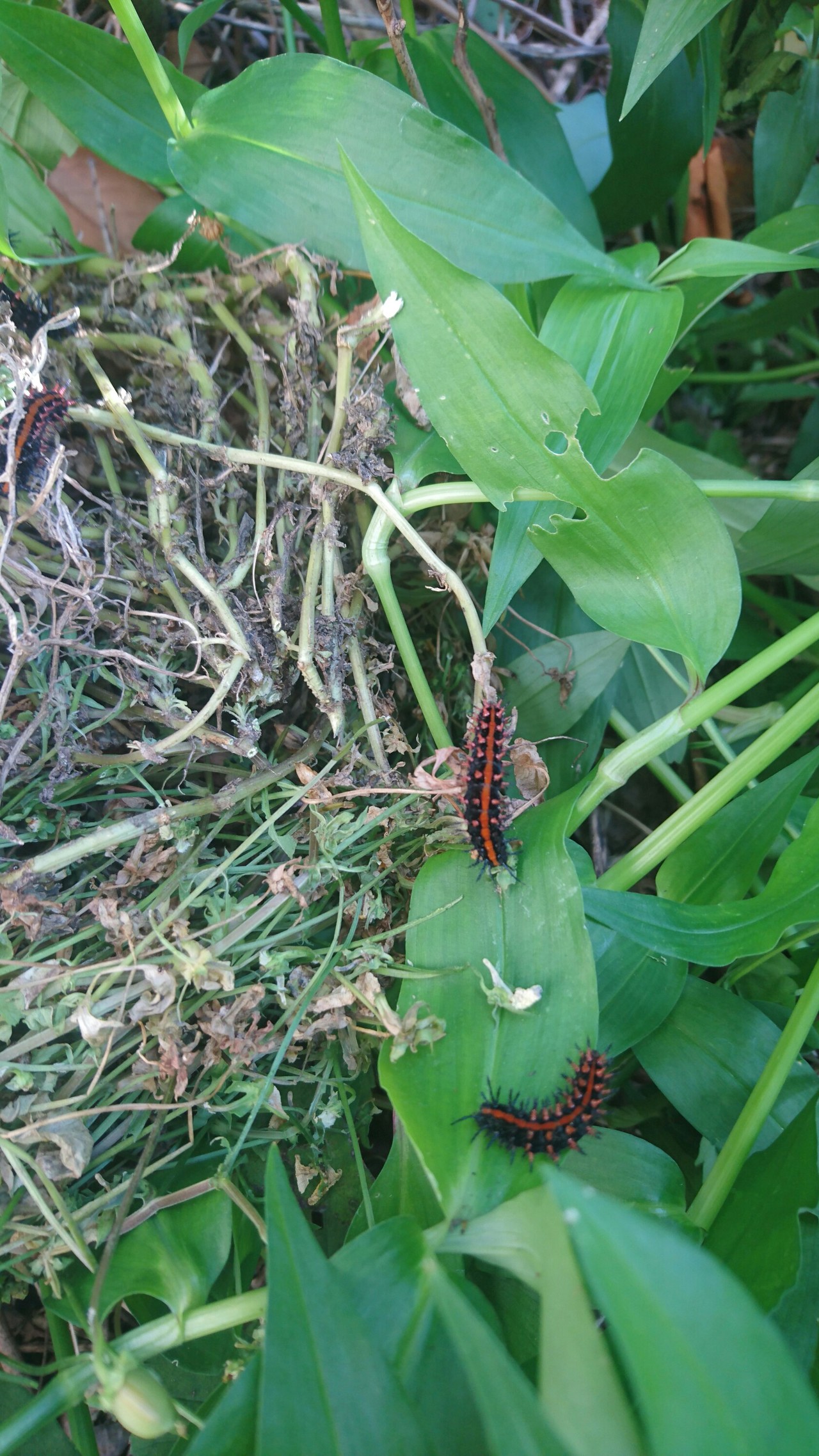 スミレ 葉っぱのみ 500g ツマグロヒョウモン 幼虫 餌 2024年の