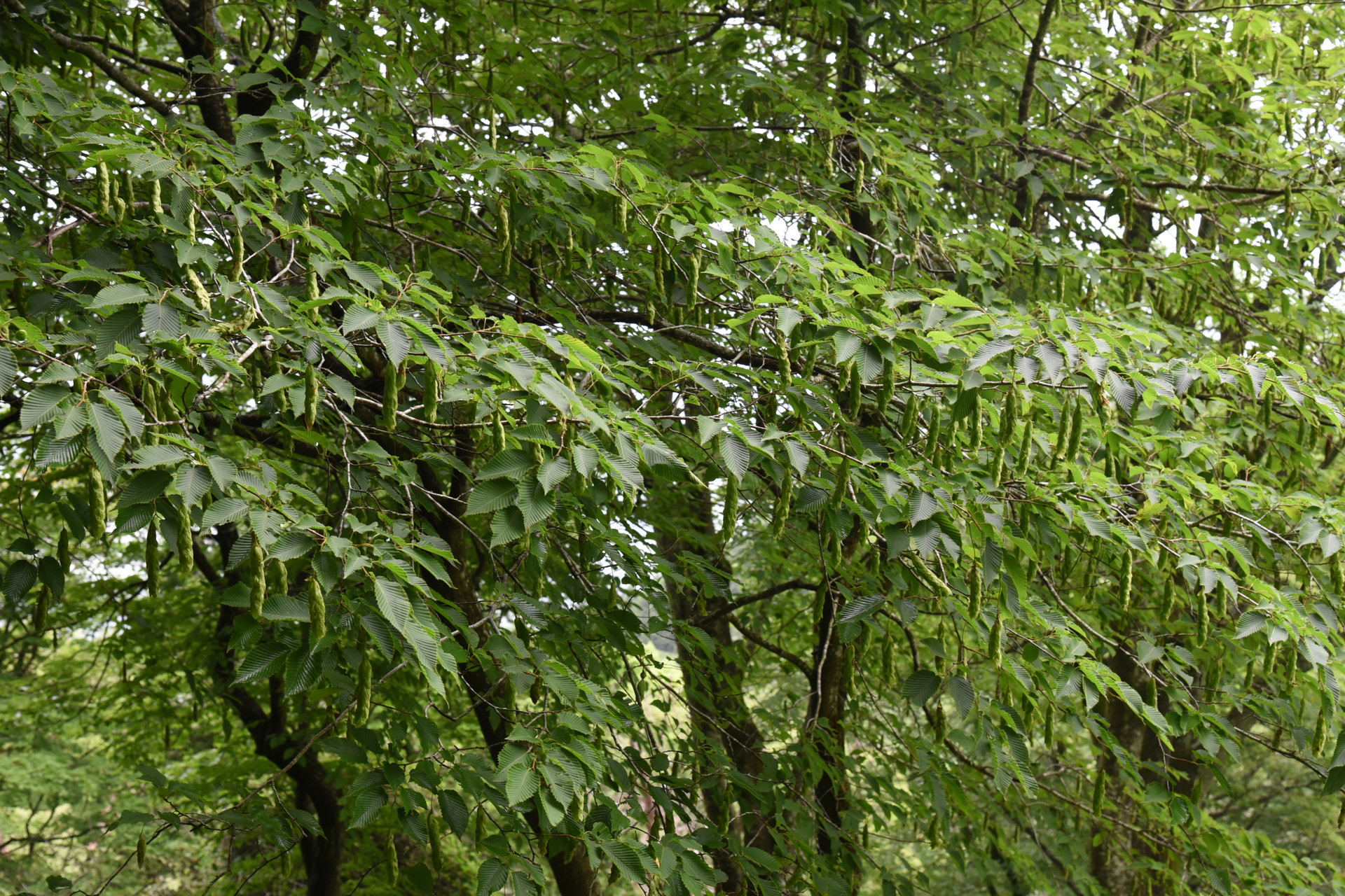 藤原岳・御池岳 登山道途中のシデの木が生えていました。
実のような葉のような．．．不思議な感じです。