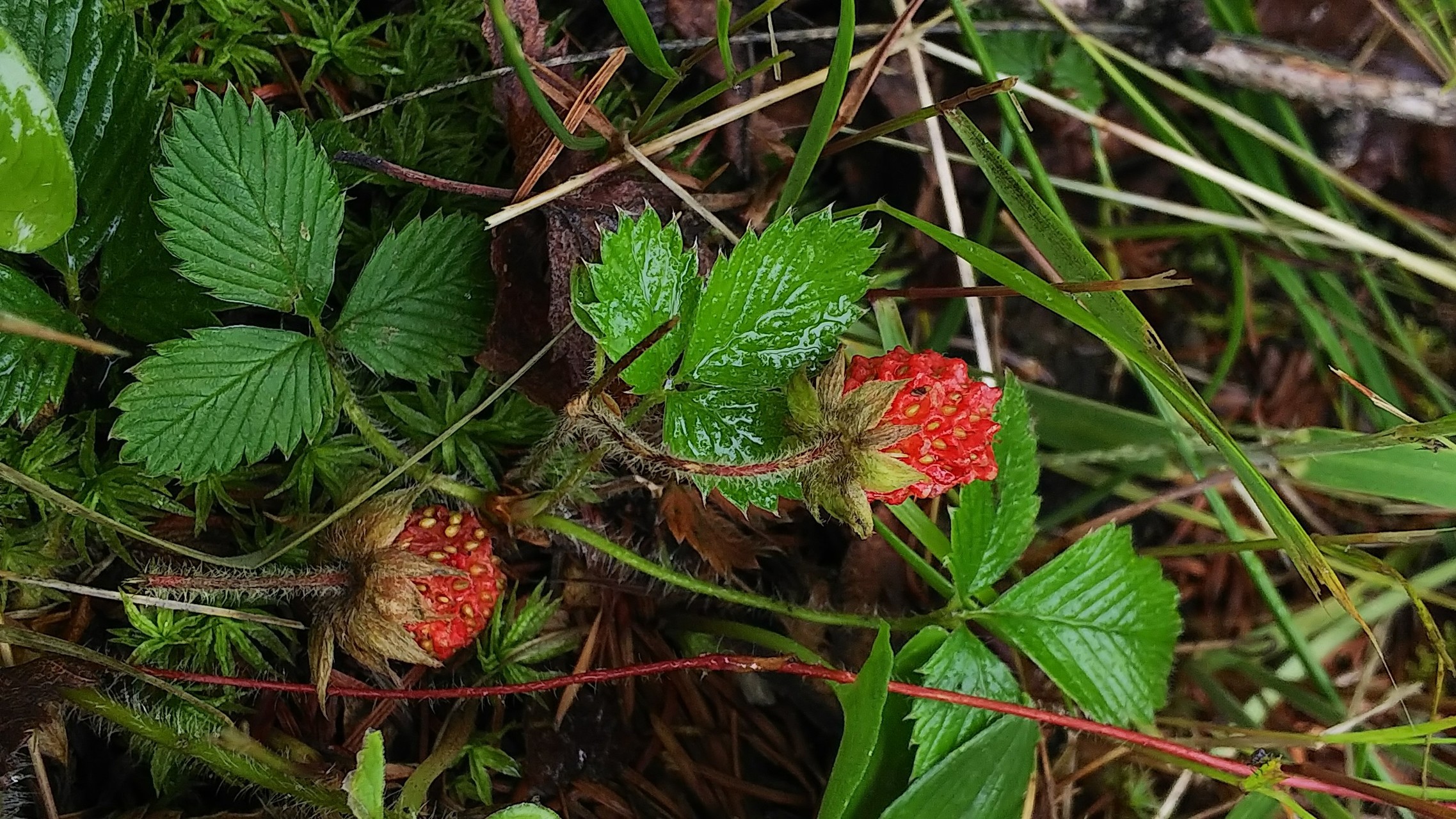 櫛形山 アヤメとお花観賞 さんたろうさんの櫛形山 山梨県 裸山 唐松岳の活動日記 Yamap ヤマップ
