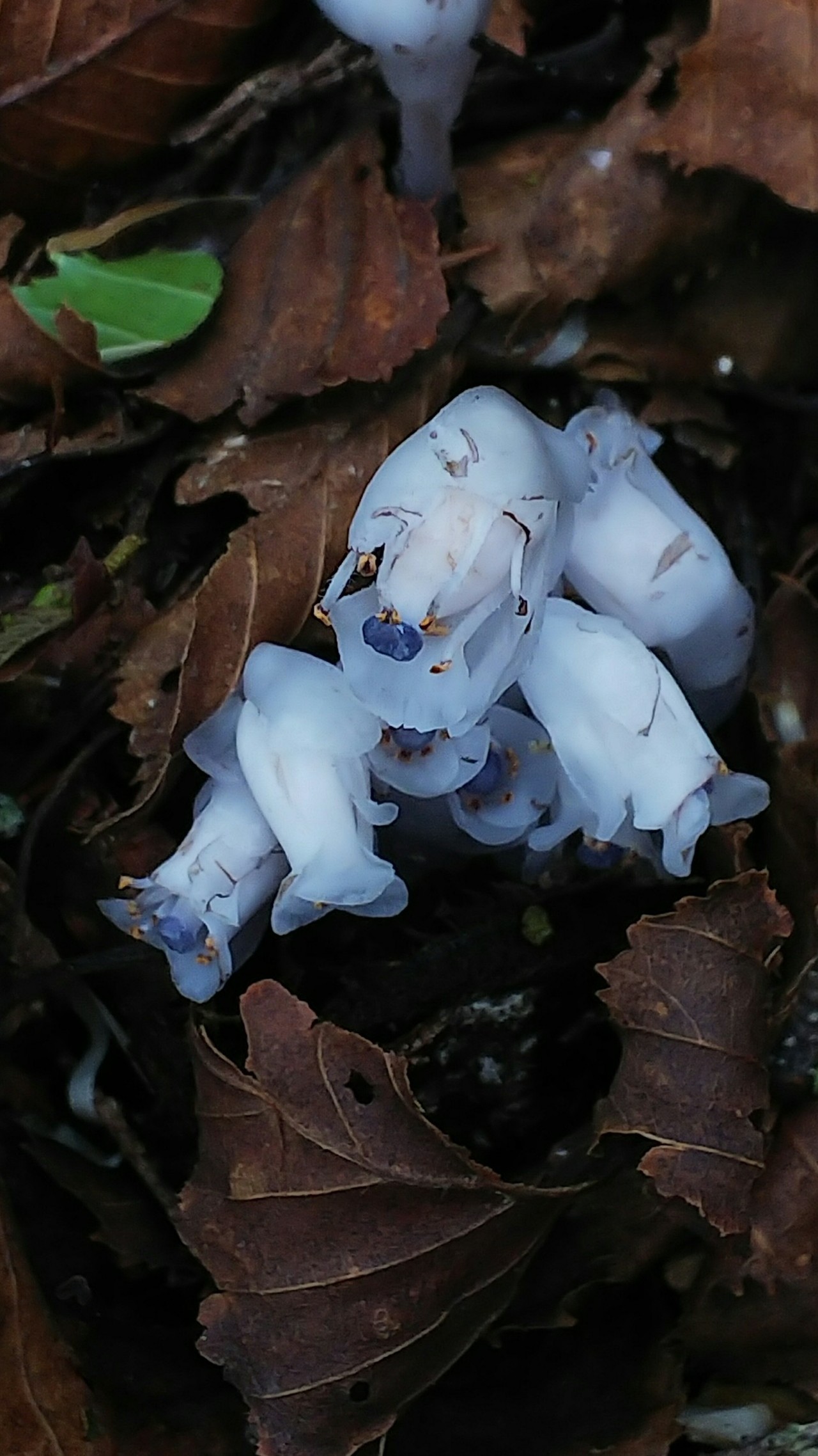 櫛形山 アヤメとお花観賞 さんたろうさんの櫛形山 裸山 唐松岳の活動日記 Yamap ヤマップ