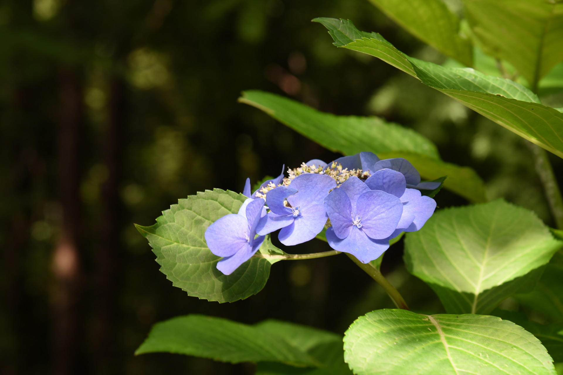 本宮山・大日山・風頭山 アジサイの時期としては終わりですが、
一凛、凛として。