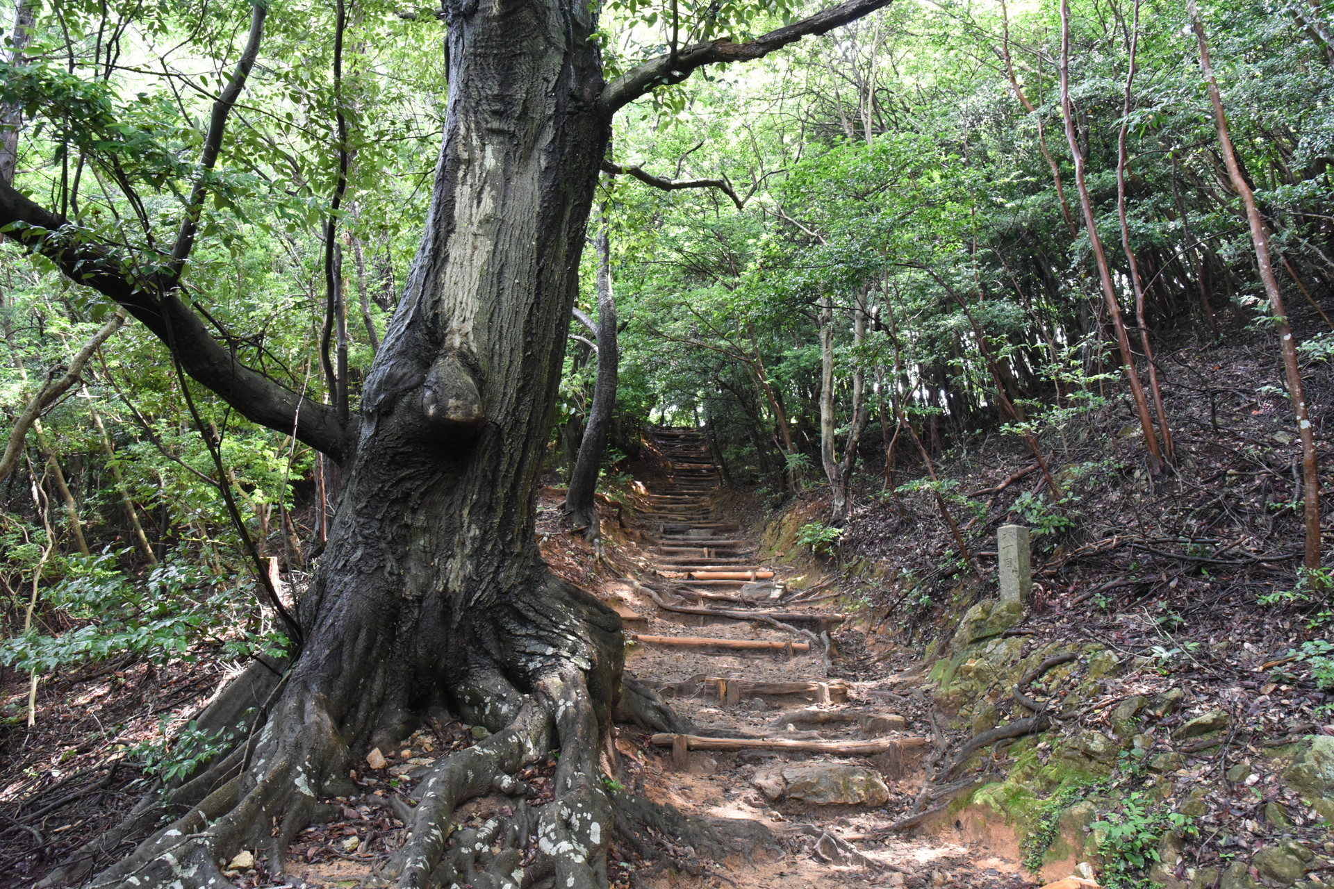 本宮山・大日山・風頭山 良く整備されております。