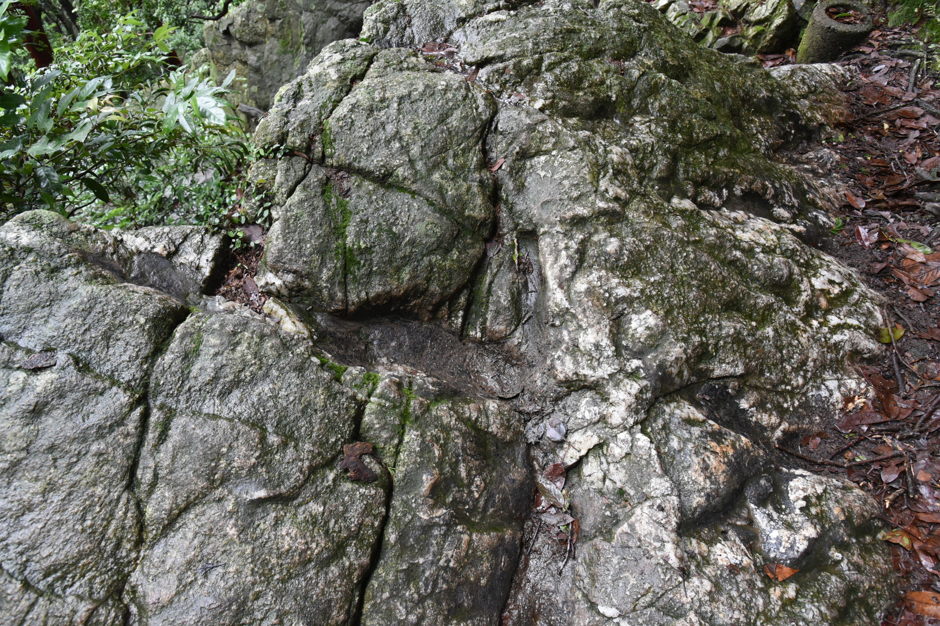 本宮山・大日山・風頭山 足跡ってこれ～？？
うげー