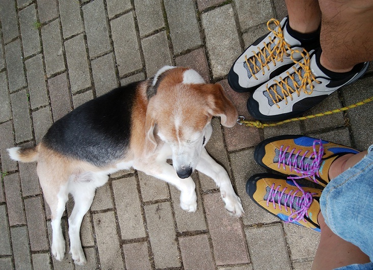 ハイテック Hi Tec Ht Hku11 アオラギ Wp ブラウン ブルー トレッキングシューズ 歩行テスト しばぞ さんの船橋市の活動データ Yamap ヤマップ