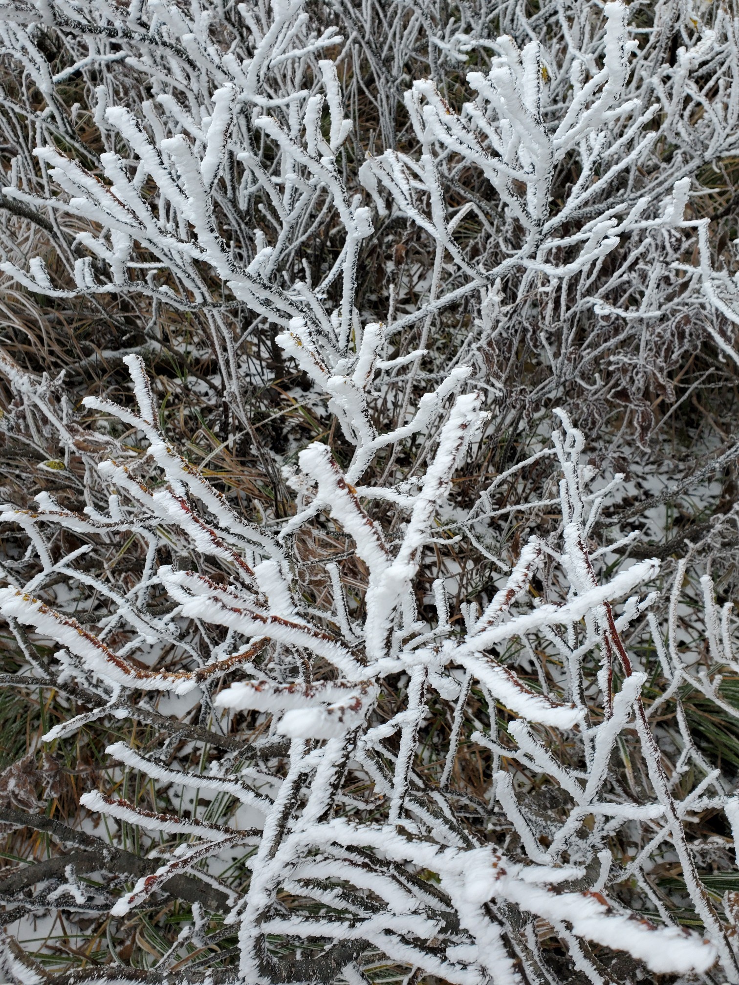 初冠雪 大山 弥山 ごりさんの大山 鳥取県 甲ヶ山 野田ヶ山の活動データ Yamap ヤマップ