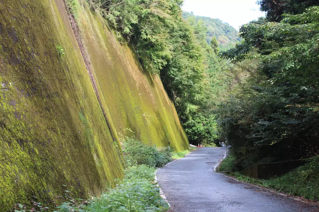 高尾山と景信山_雨あがりの週末 / soranotoriさんの高尾山・陣馬山 ...