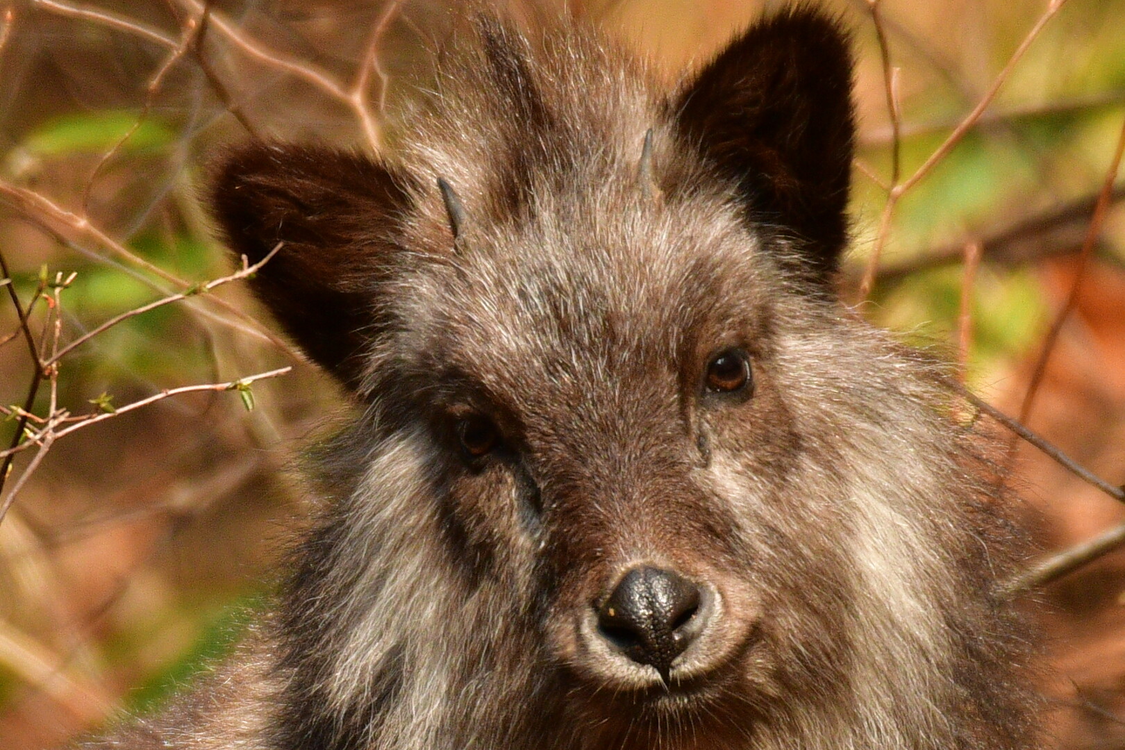 カモシカと出会う御岳山 ダットさんの大岳山 御岳山 御前山の活動データ Yamap ヤマップ
