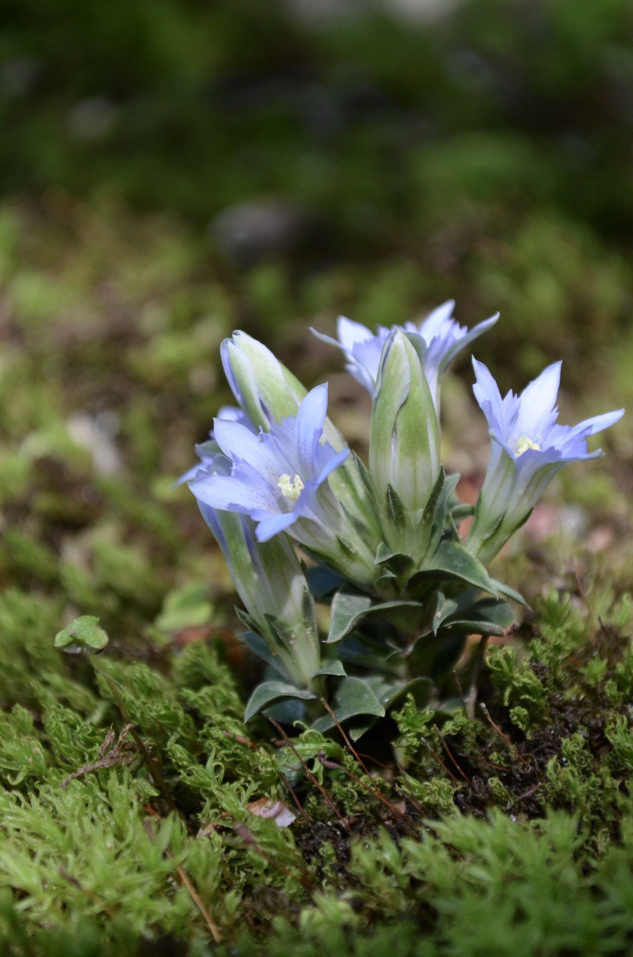 352 天拝山 ななちゃん １歳最後の天拝山登山 自分で歩いて登頂できました てつ みー なな さんの天拝山 基山の活動日記 Yamap ヤマップ