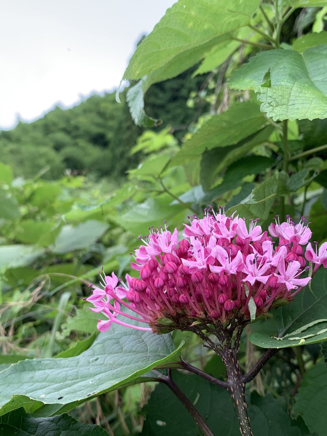 今日も野に咲く花探し とっこさんの鳥屋山の活動データ Yamap ヤマップ