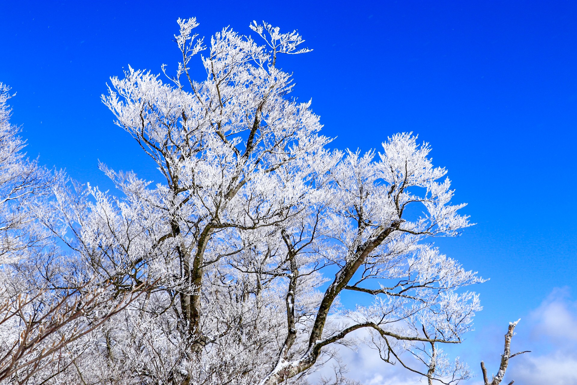 白銀の世界 英彦山 ツバッチさんの英彦山の活動データ Yamap ヤマップ