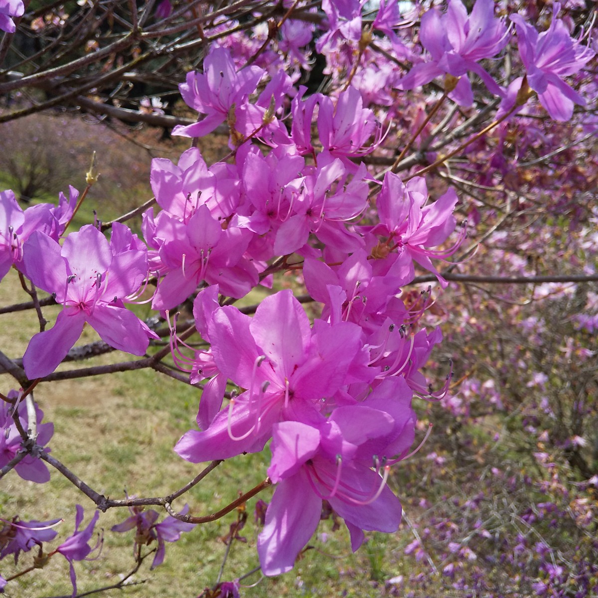 3mもの。奇跡の山採りミツバツツジ。 3mもの。奇跡の山採りミツバツツジ。 【ミツバツツジ】山採り&柔らか