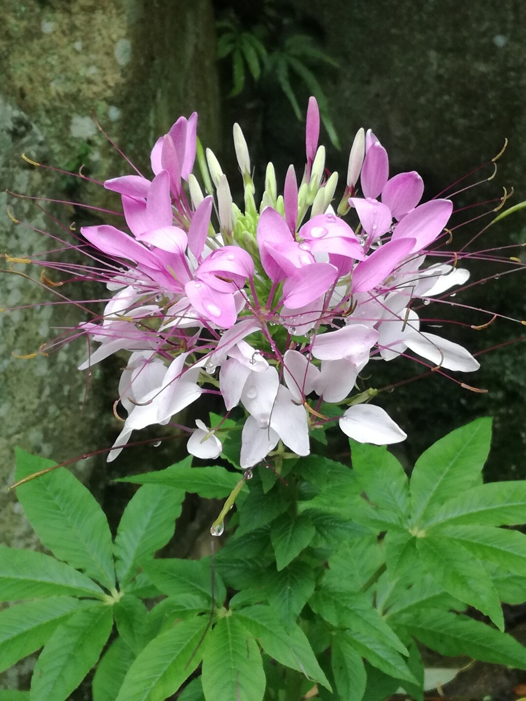 雨上がりの畑ダム 畑観音散策 福智山 尺岳 雲取山の写真43枚目 ジョロウバナ Yamap ヤマップ