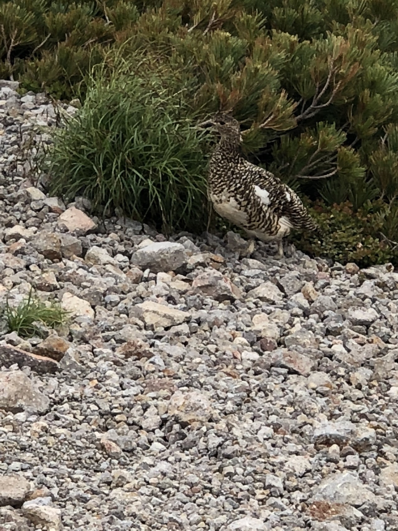 乗鞍岳で雷鳥親子に出逢いました Mana ᗩ さんの乗鞍岳の活動データ Yamap ヤマップ
