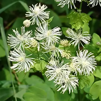 浅間連峰 高峰山 花の百名山 coco さんの浅間山 黒斑山 篭ノ登山の活動データ yamap ヤマップ