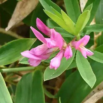 浅間連峰 高峰山 花の百名山 coco さんの浅間山 黒斑山 篭ノ登山の活動データ yamap ヤマップ