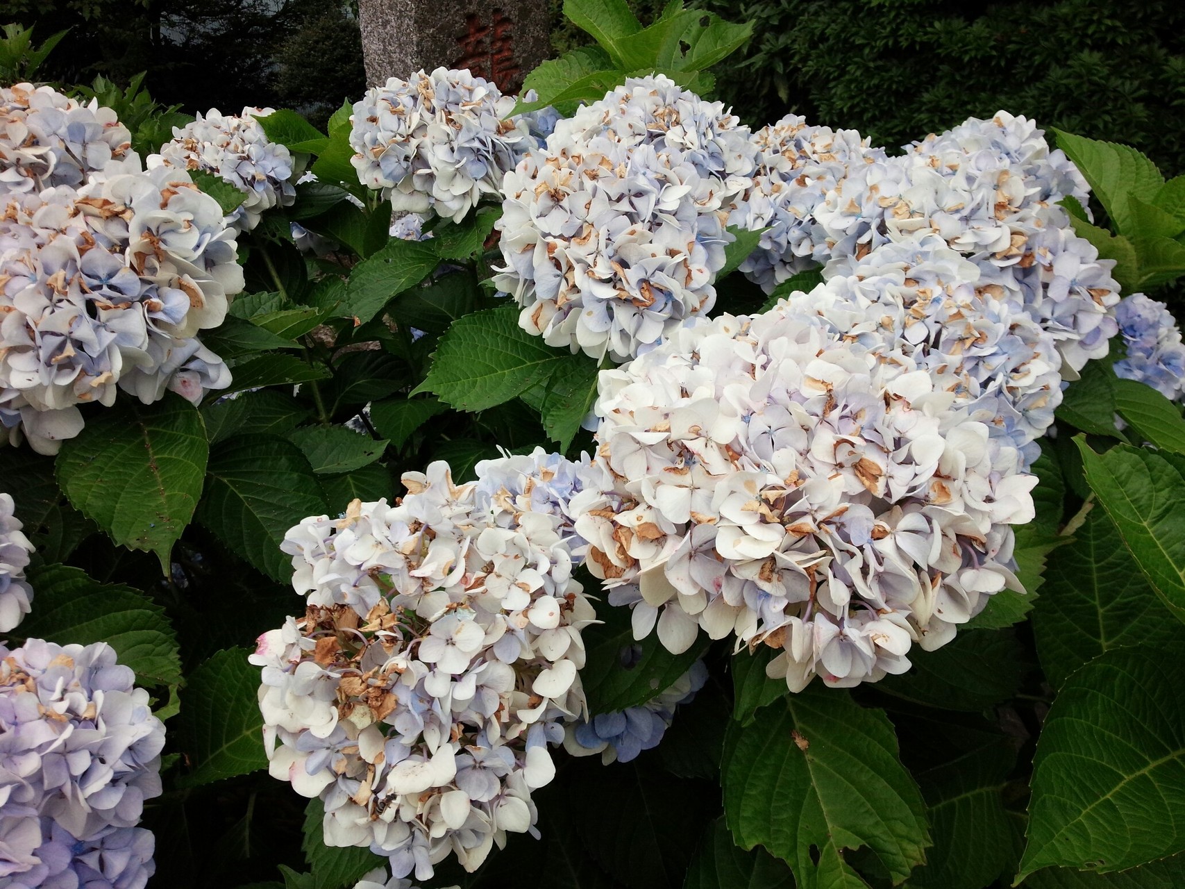 宝山寺から生駒あじさい園へ ゆーすさんの生駒山 神津嶽 大原山の活動データ Yamap ヤマップ