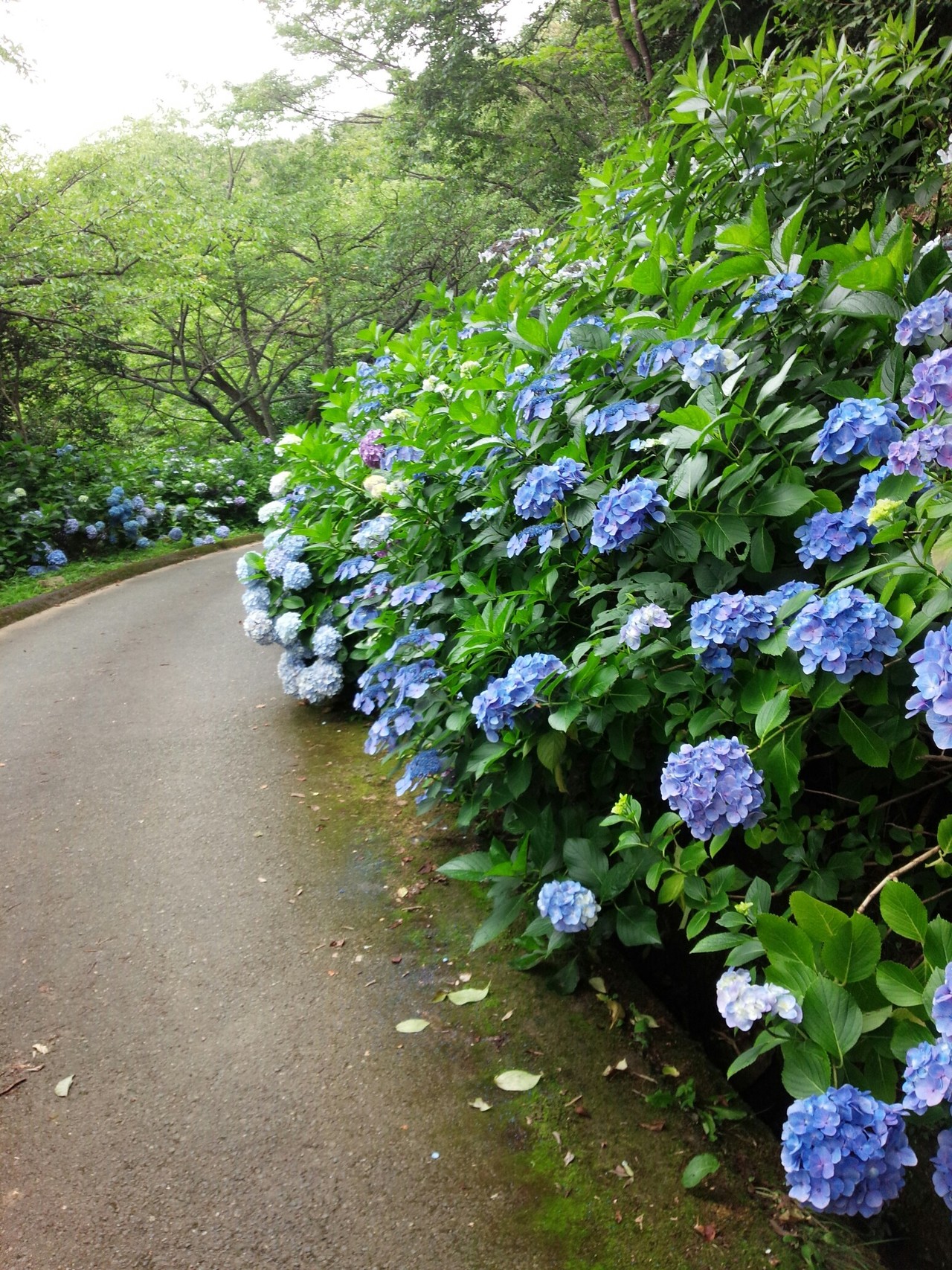 宝山寺から生駒あじさい園へ ゆーすさんの生駒山 神津嶽 大原山の活動データ Yamap ヤマップ