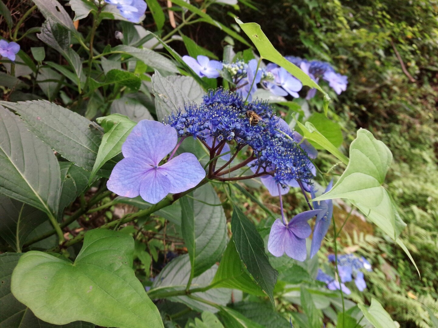 宝山寺から生駒あじさい園へ ゆーすさんの生駒山 神津嶽 大原山の活動データ Yamap ヤマップ