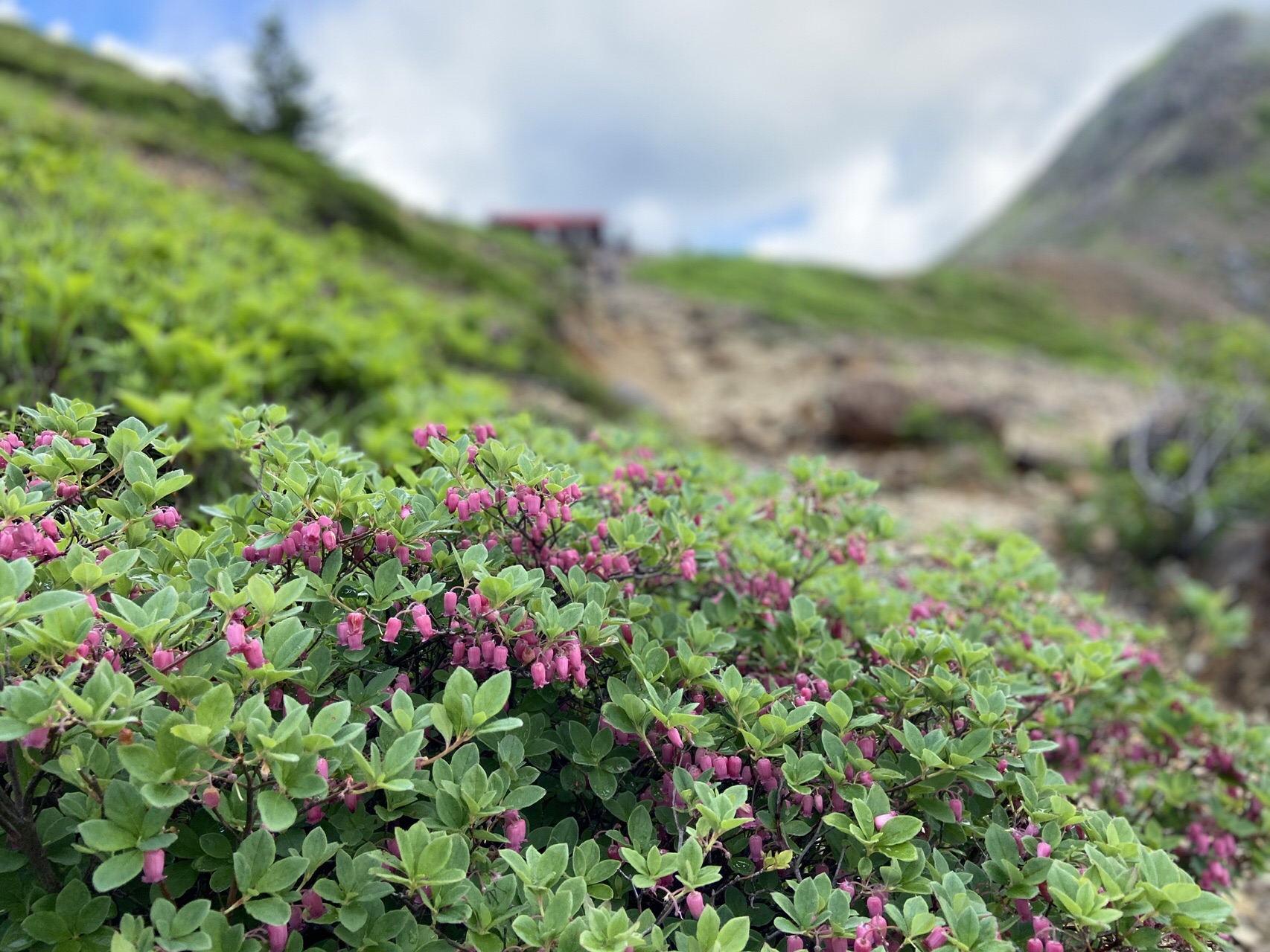 那須岳 花巡り においさんの茶臼岳 那須岳 三本槍岳 赤面山の活動日記 Yamap ヤマップ