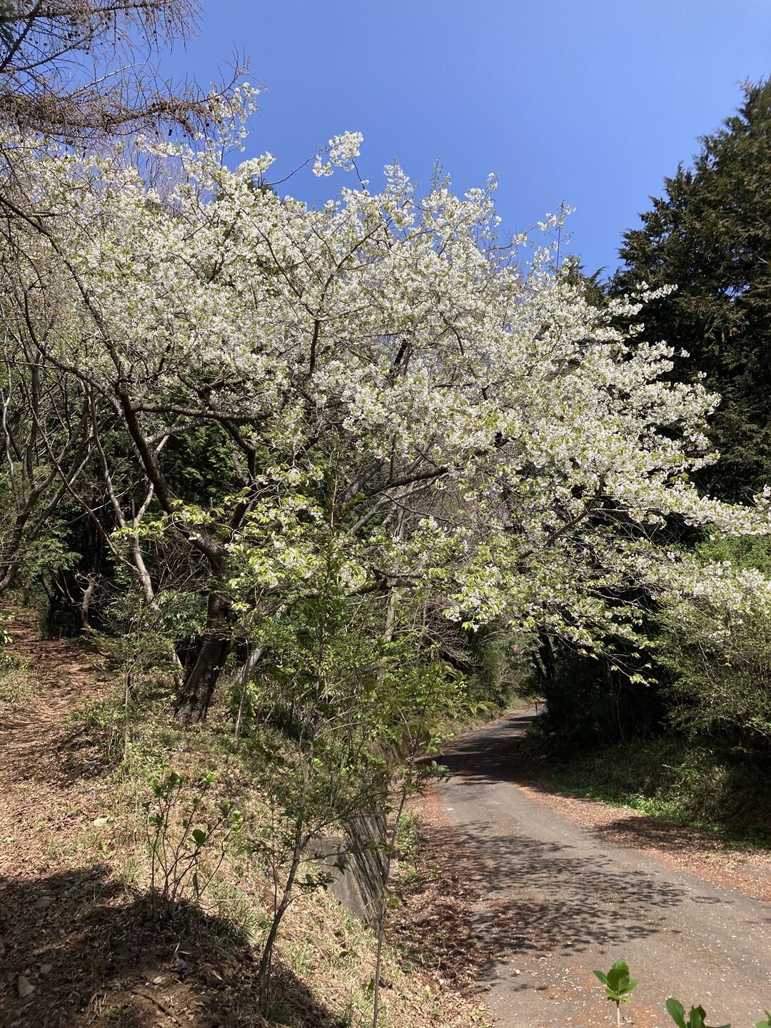 あれを見よ 深山に桜咲きにけり 真心尽くせ 人知らずとも | 深山の桜 咲きにけり 真心尽くせ – TKSR