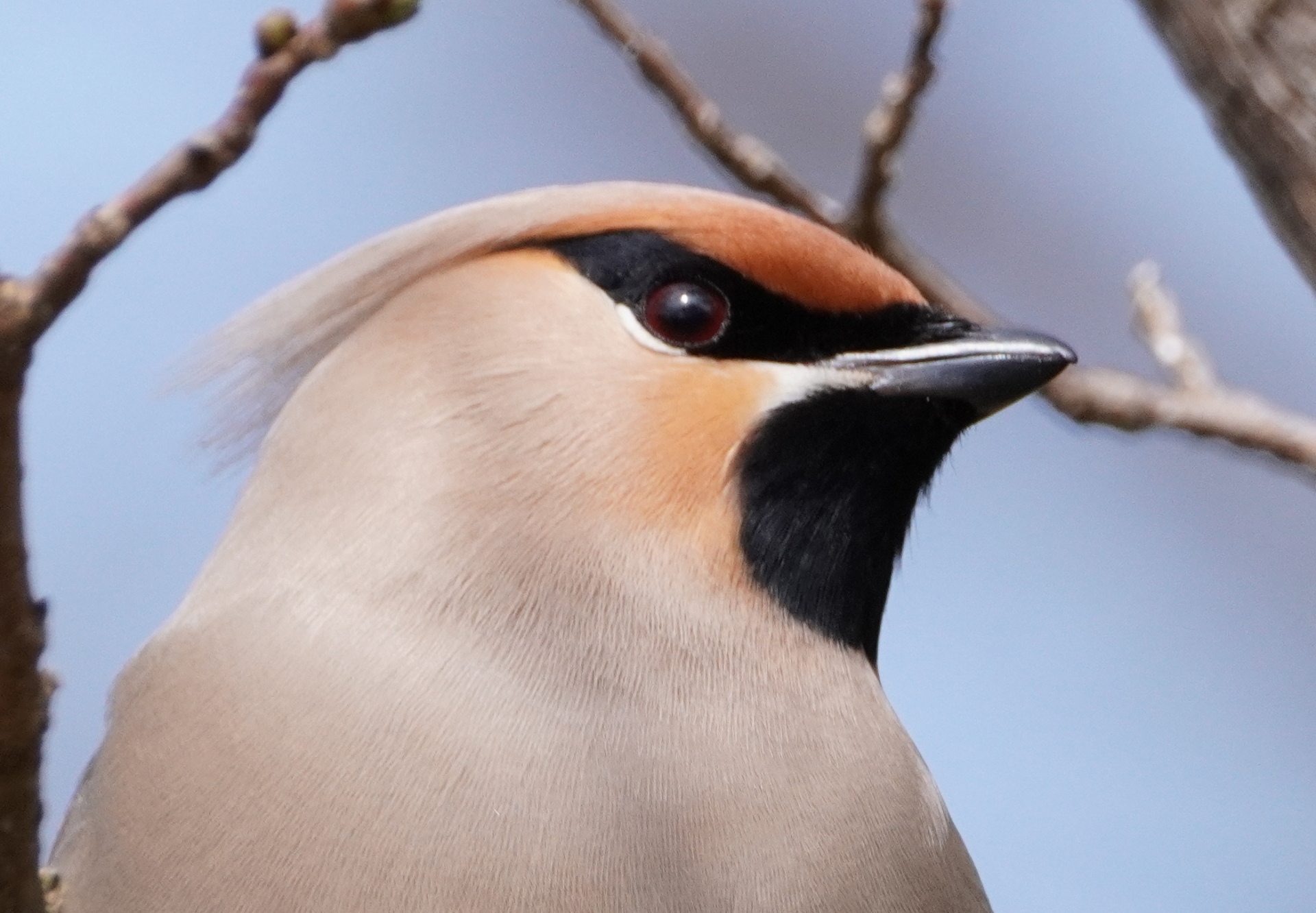 初めてのヒレンジャクとキレンジャク アキチャン1491さんの高麗山 湘南平 鷹取山の活動データ Yamap ヤマップ