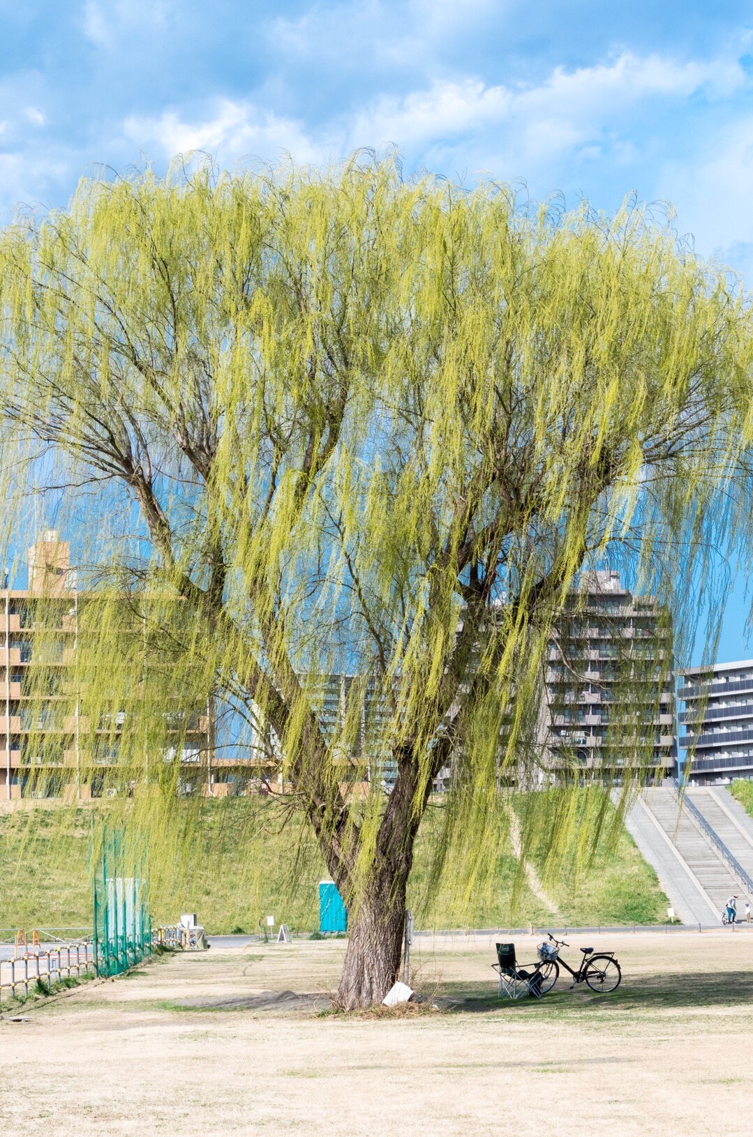 しだれ柳の芽吹き Bogey55さんのモーメント Yamap ヤマップ