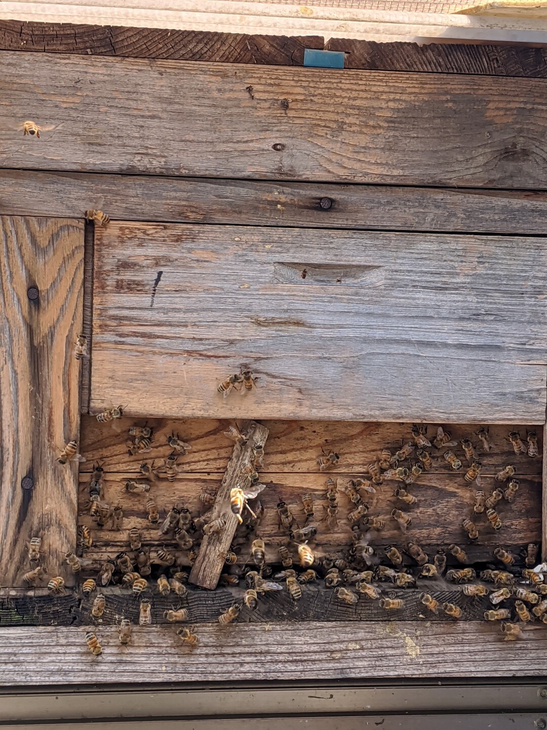 春の里山の生き物 息子撮 にっしーさんの神の峰の活動データ Yamap ヤマップ