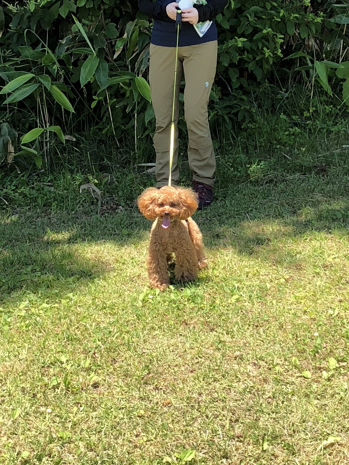 モコと猛暑の白馬岩岳ゆり園 モコパパさんの栂池高原スキー場の活動データ Yamap ヤマップ