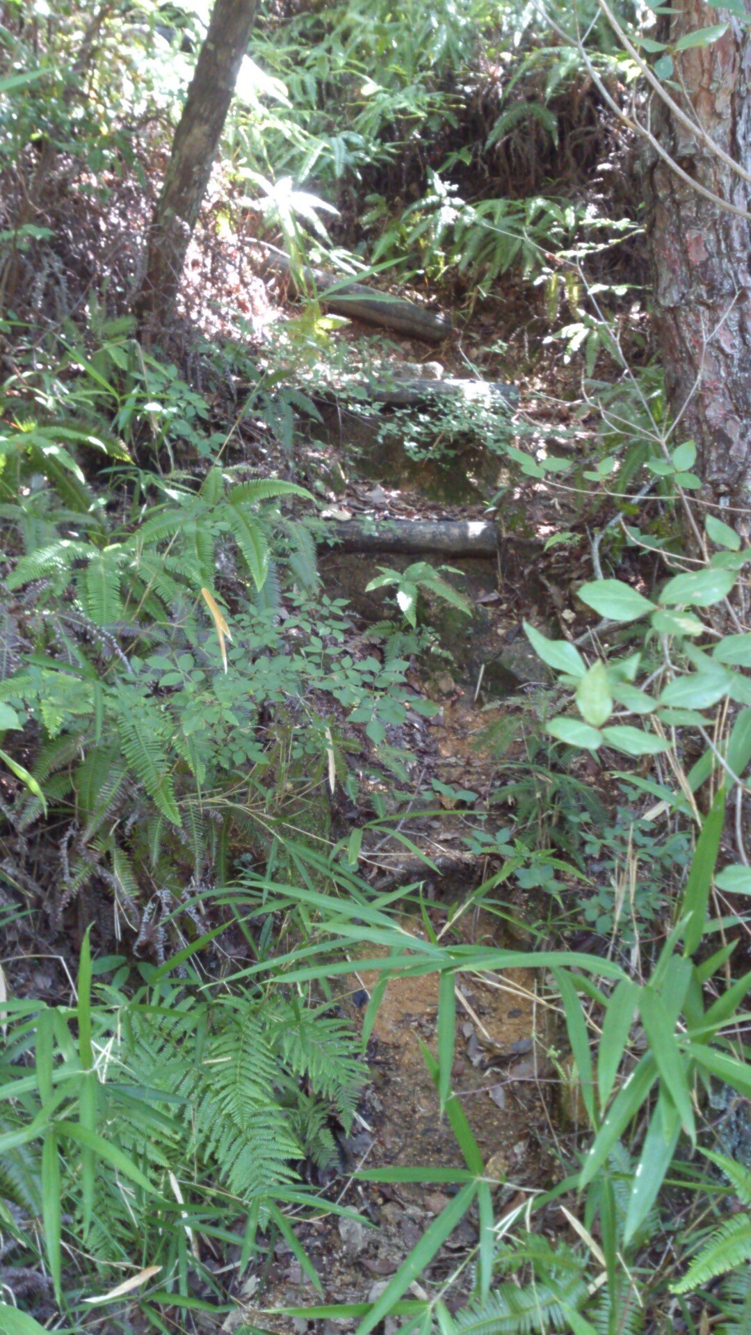 阪急仁川駅 仁川フィールドアスレチック跡 甲山森林公園 上ヶ原浄水場 阪急西宮北口駅 六甲山 長峰山 摩耶山の写真12枚目 Yamap ヤマップ