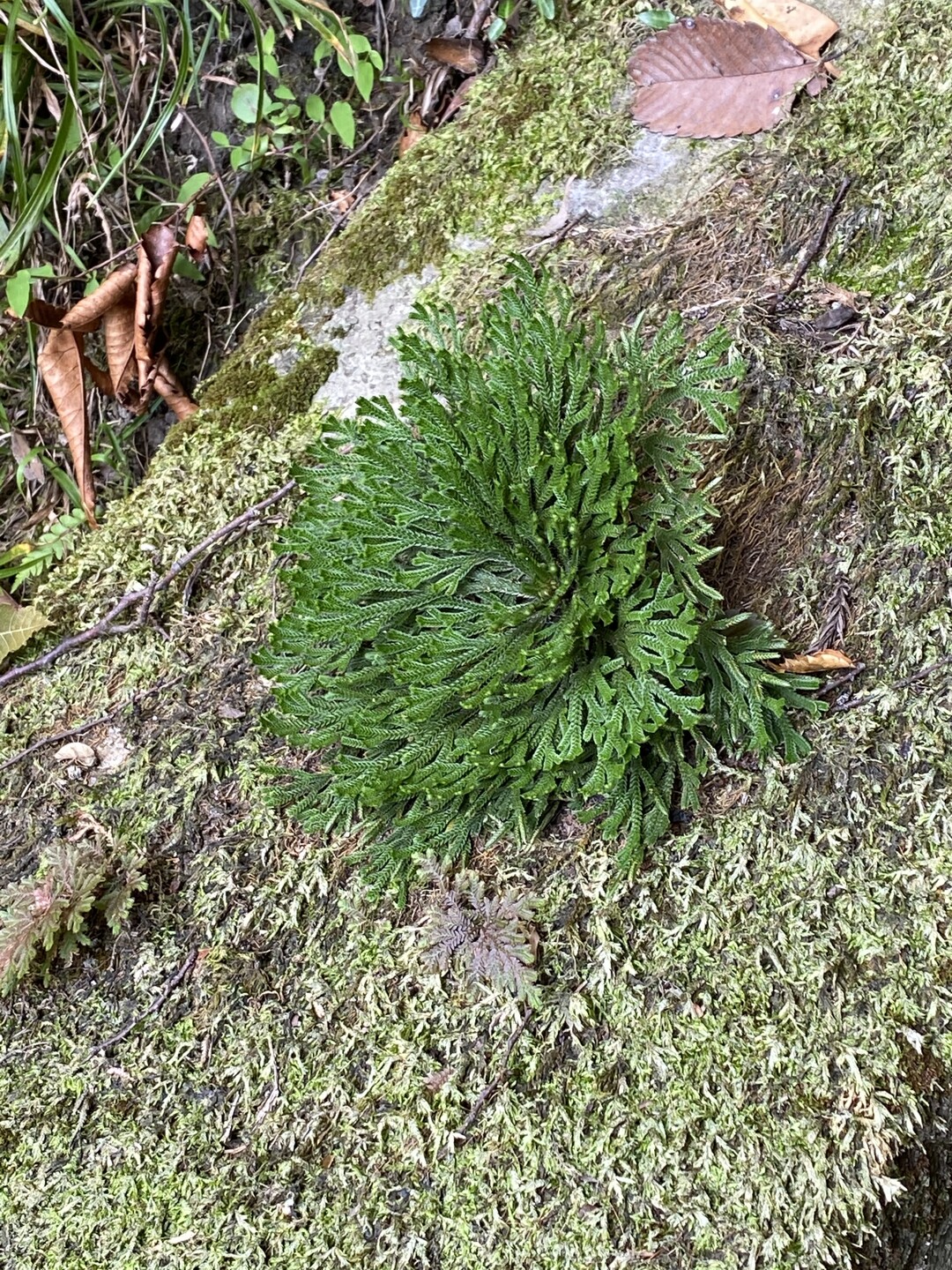 枚岡神社 生駒山 神津嶽 生駒山 神津嶽 大原山の写真6枚目 慈光寺石段に生える苔 苔の上に苔 ですか Yamap ヤマップ