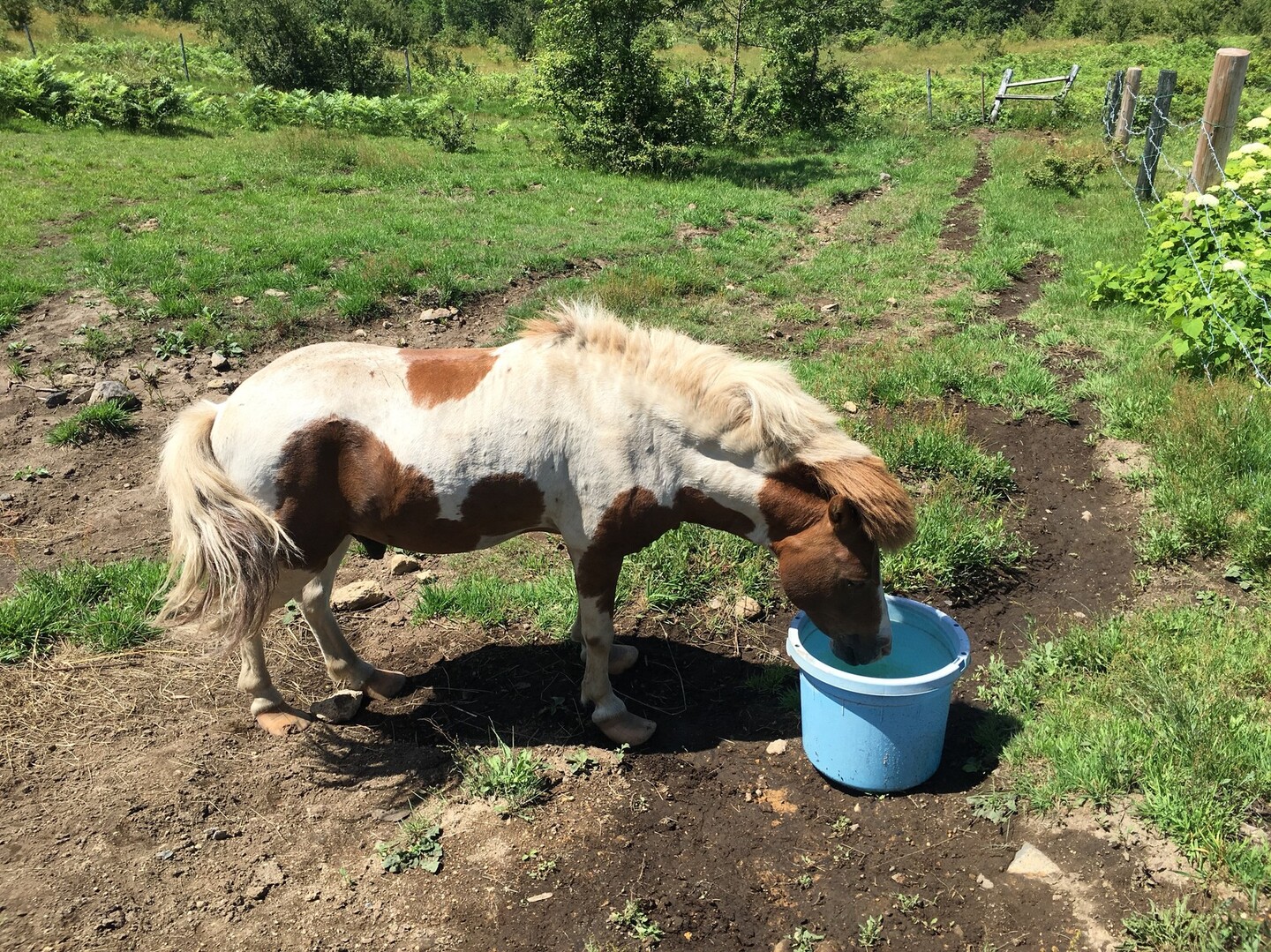 嬬恋牧場 愛妻の鐘 草津白根山 湯釜の写真6枚目 ポニーちゃん カワユス Yamap ヤマップ