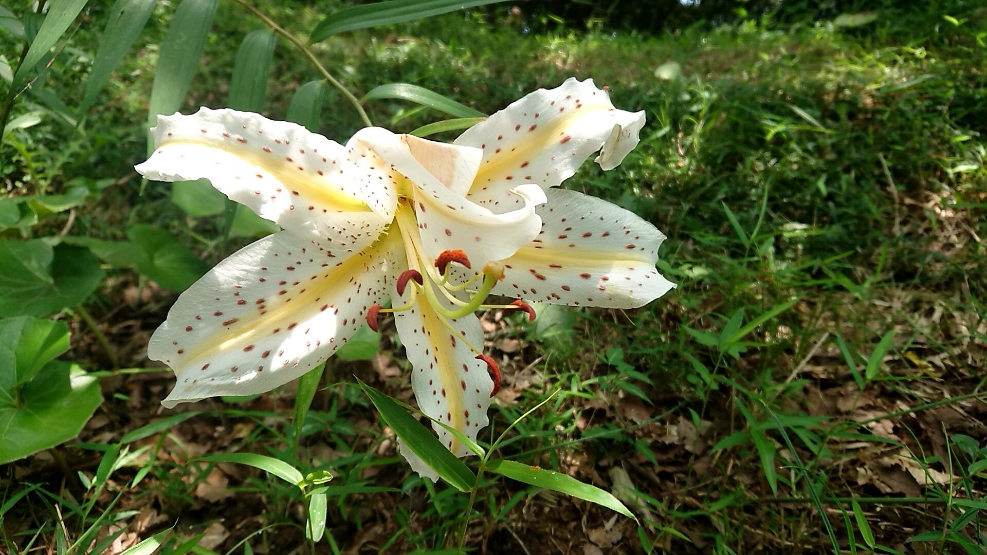 大善寺と衣笠城址～横須賀市 / コックンさんの大楠山・武山・三浦富士の活動データ YAMAP / ヤマップ