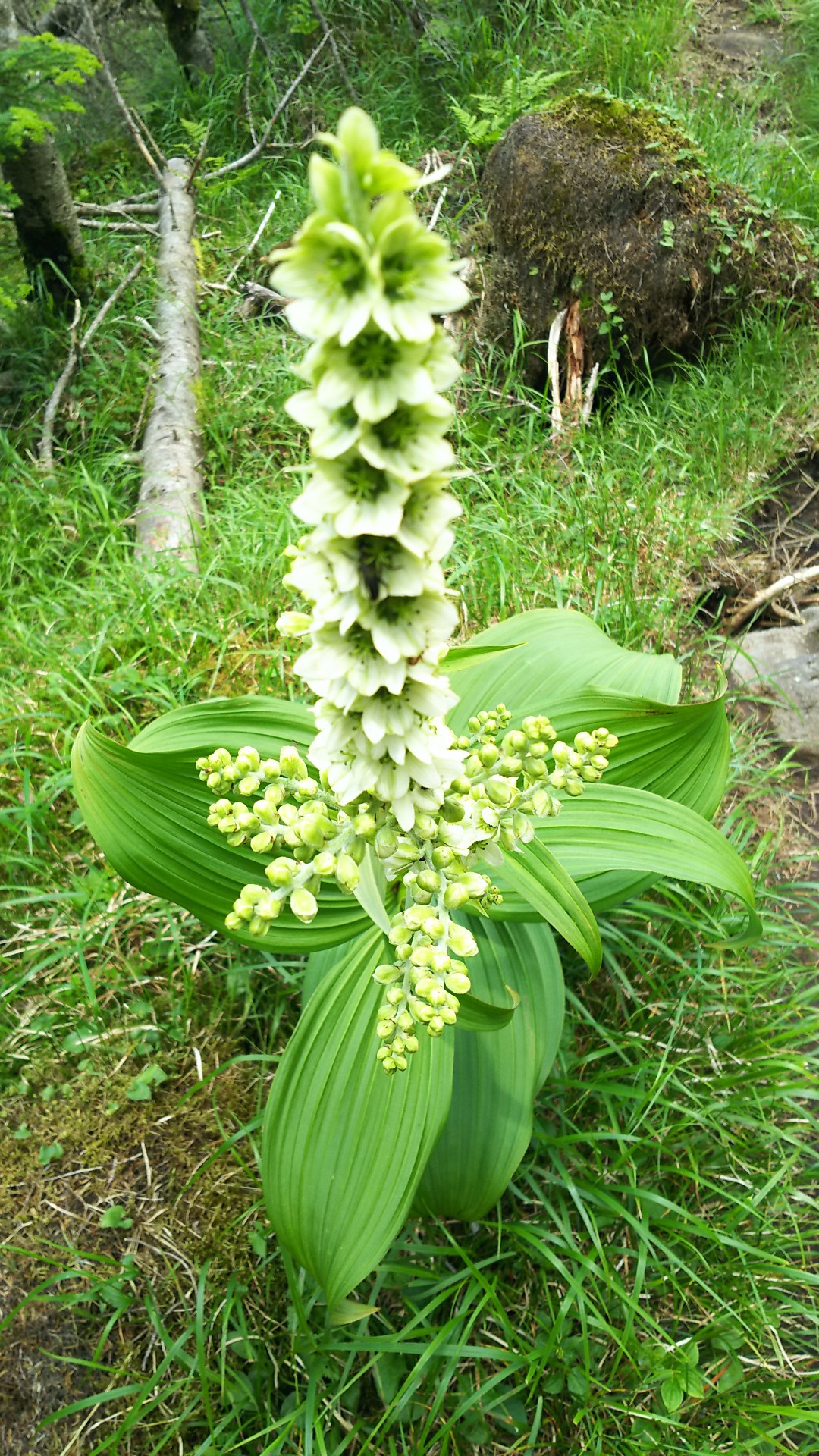 続 初めての北八ヶ岳 岳さんの蓼科山 横岳 縞枯山の活動日記 Yamap ヤマップ
