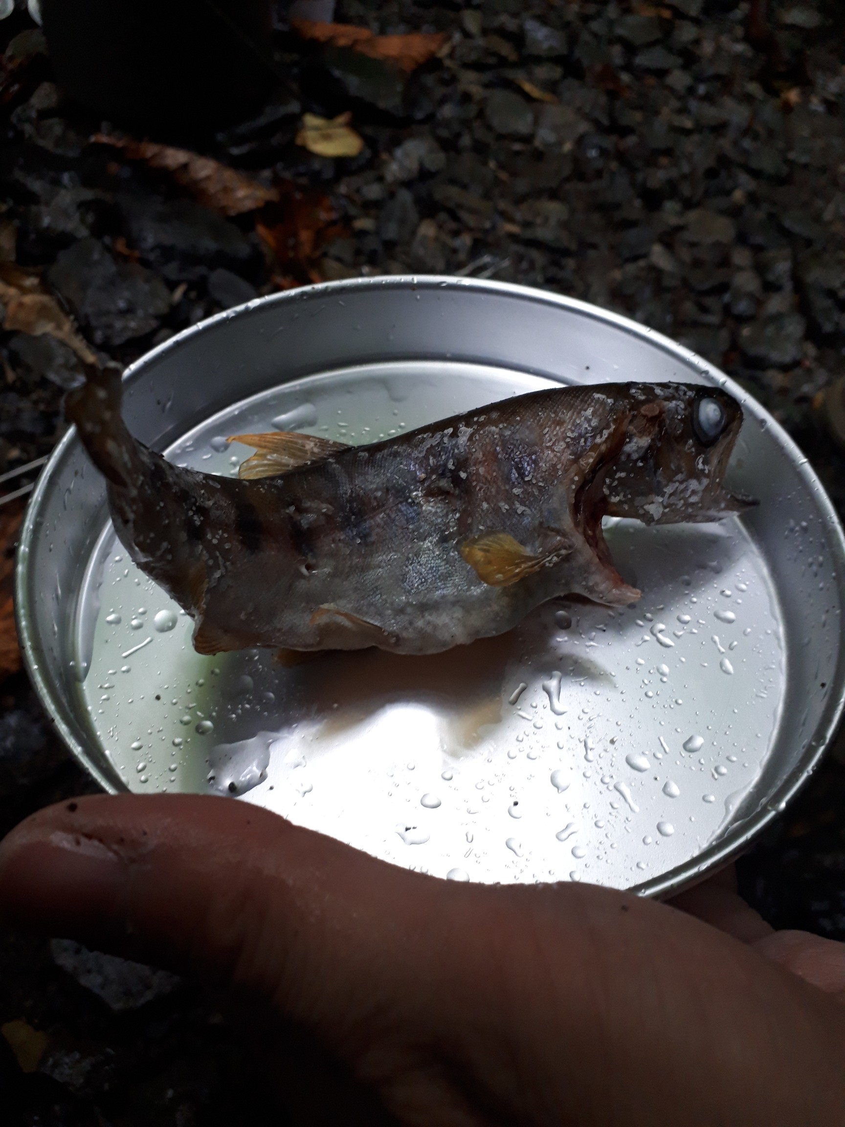 奥多摩坊主谷で釣りしてヤマメと山メシ きむこさんの雲取山 鷹ノ巣山 七ツ石山の活動データ Yamap ヤマップ