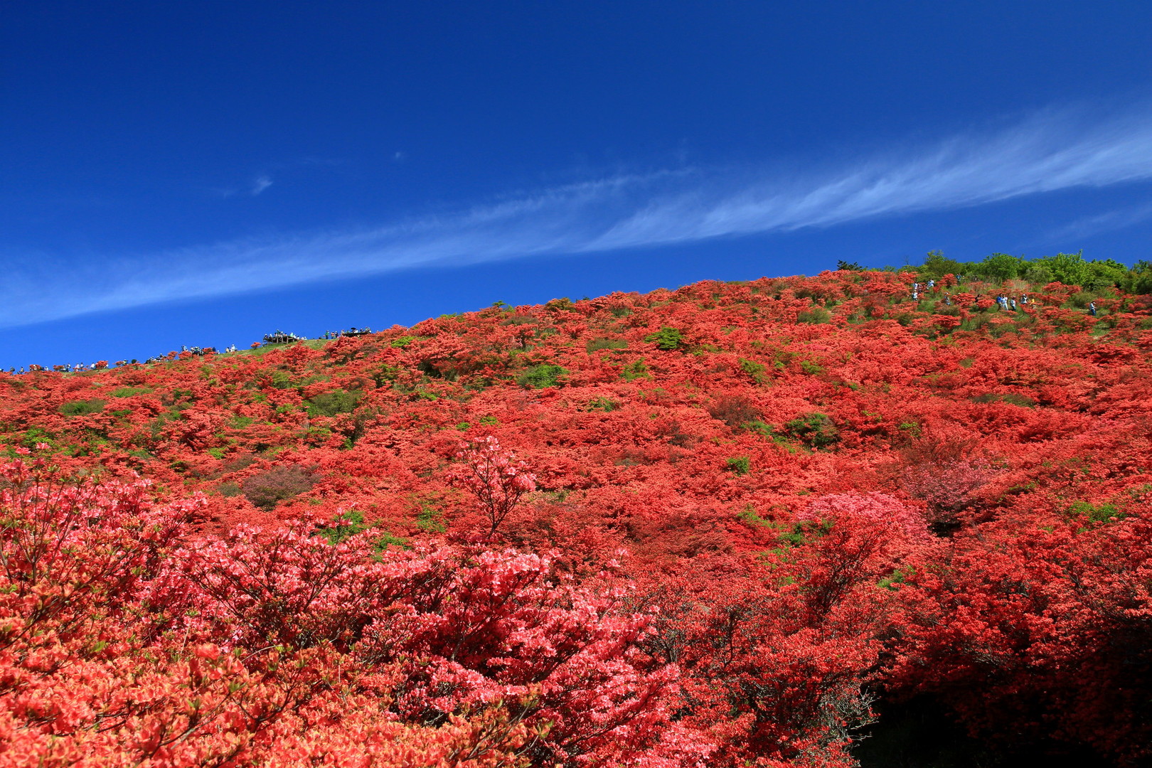 大和葛城山の最新登山情報 紅葉 人気の登山ルート 写真 天気など Yamap ヤマップ