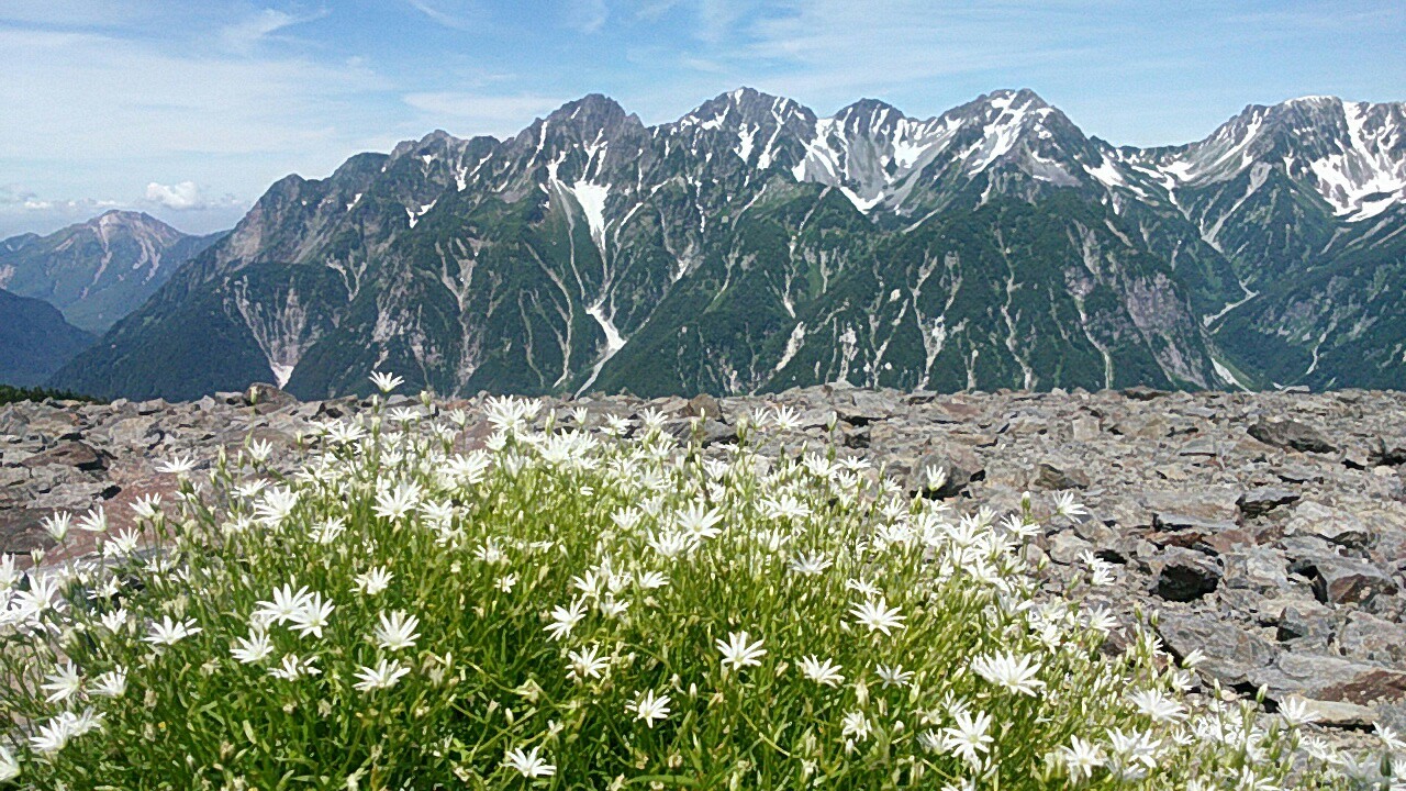 花の百名山 Inアルプス 蝶ヶ岳 ナビさんの常念岳 大天井岳 燕岳の活動データ Yamap ヤマップ