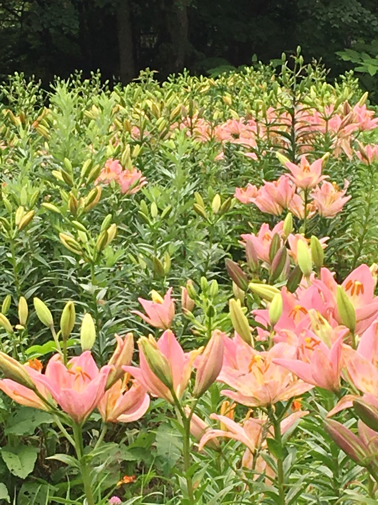母と 亡き父を連れて オーンズゆり園散策 しもまっちさんの春香山 銭函峠 銭函天狗山の活動データ Yamap ヤマップ