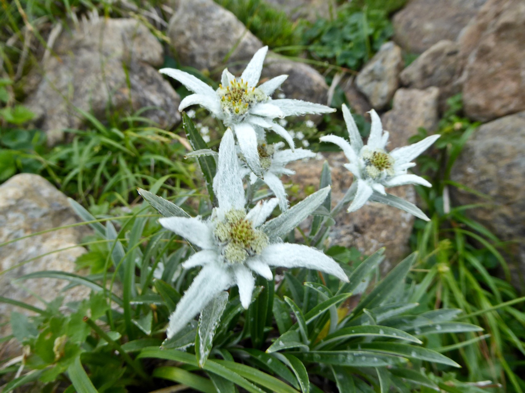 花と風の早池峰山 Shirabi222さんの早池峰山 薬師岳 鶏頭山の活動データ Yamap ヤマップ