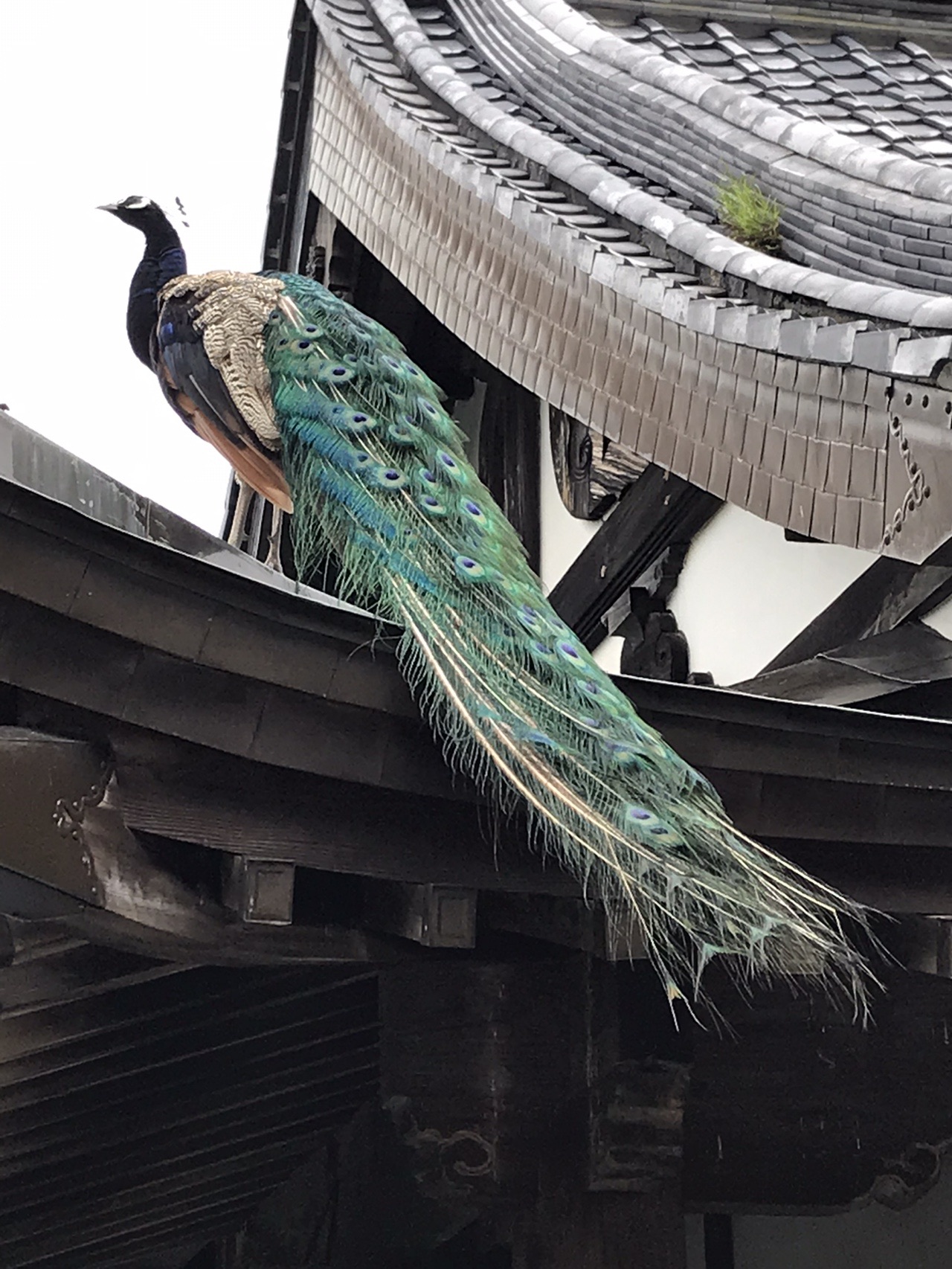 水中花 紫陽花池を見たくて雨引観音へ アキさんのウォーキングの活動データ Yamap ヤマップ