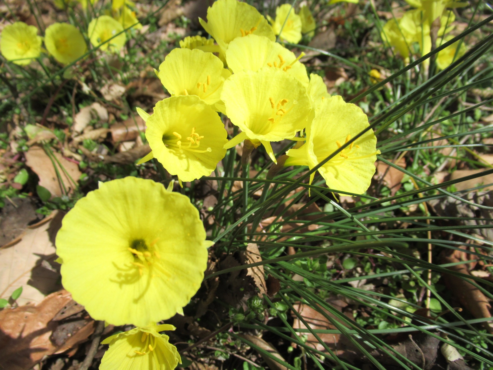 天神山とクリスマスローズガーデン Towa Moaさんの中山道 安中宿 松井田宿 の活動データ Yamap ヤマップ