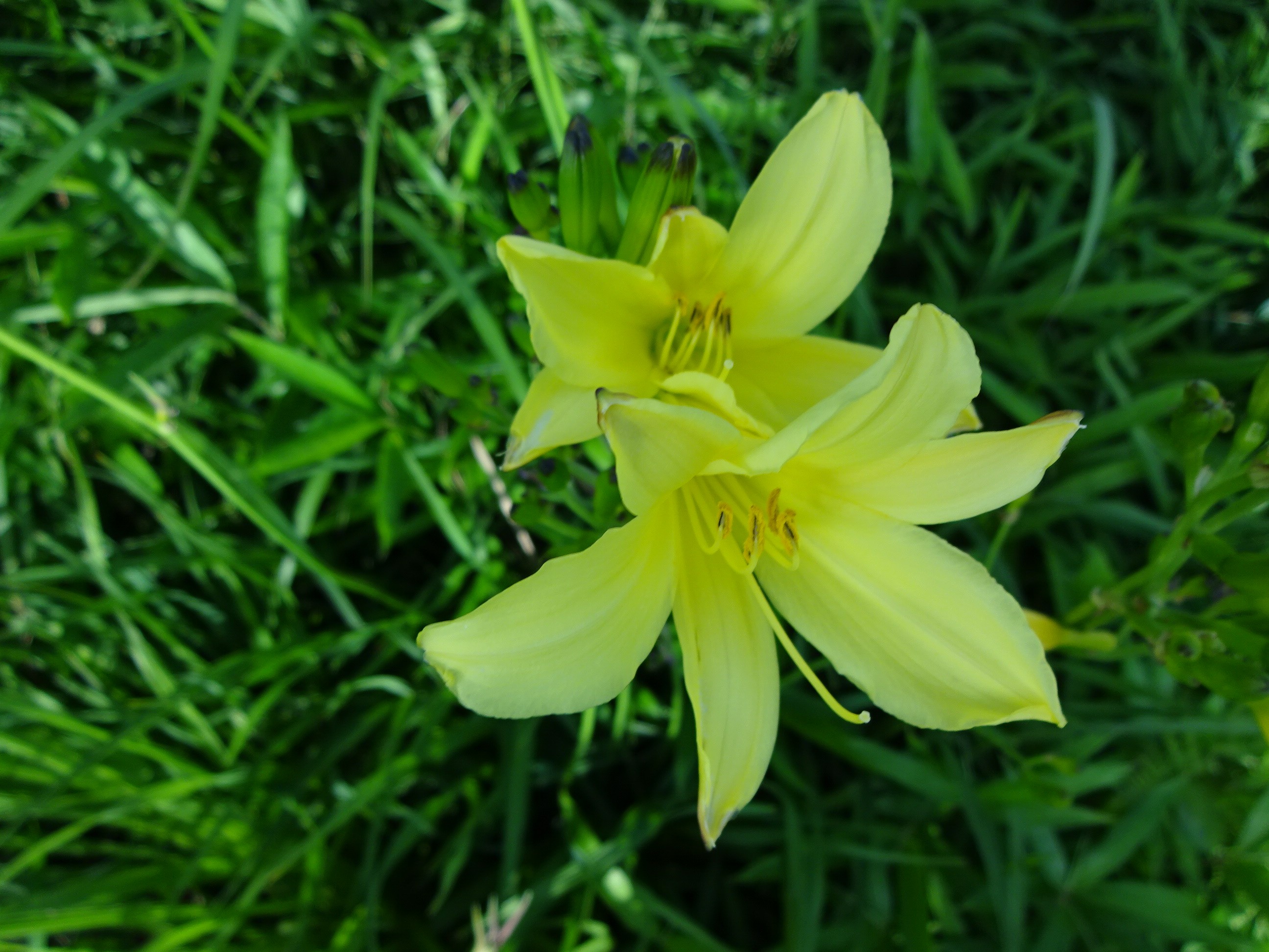 三瓶山のユウスゲ 西の原 06 30 さんちょｔｂさんの三瓶山 大平山の活動データ Yamap ヤマップ