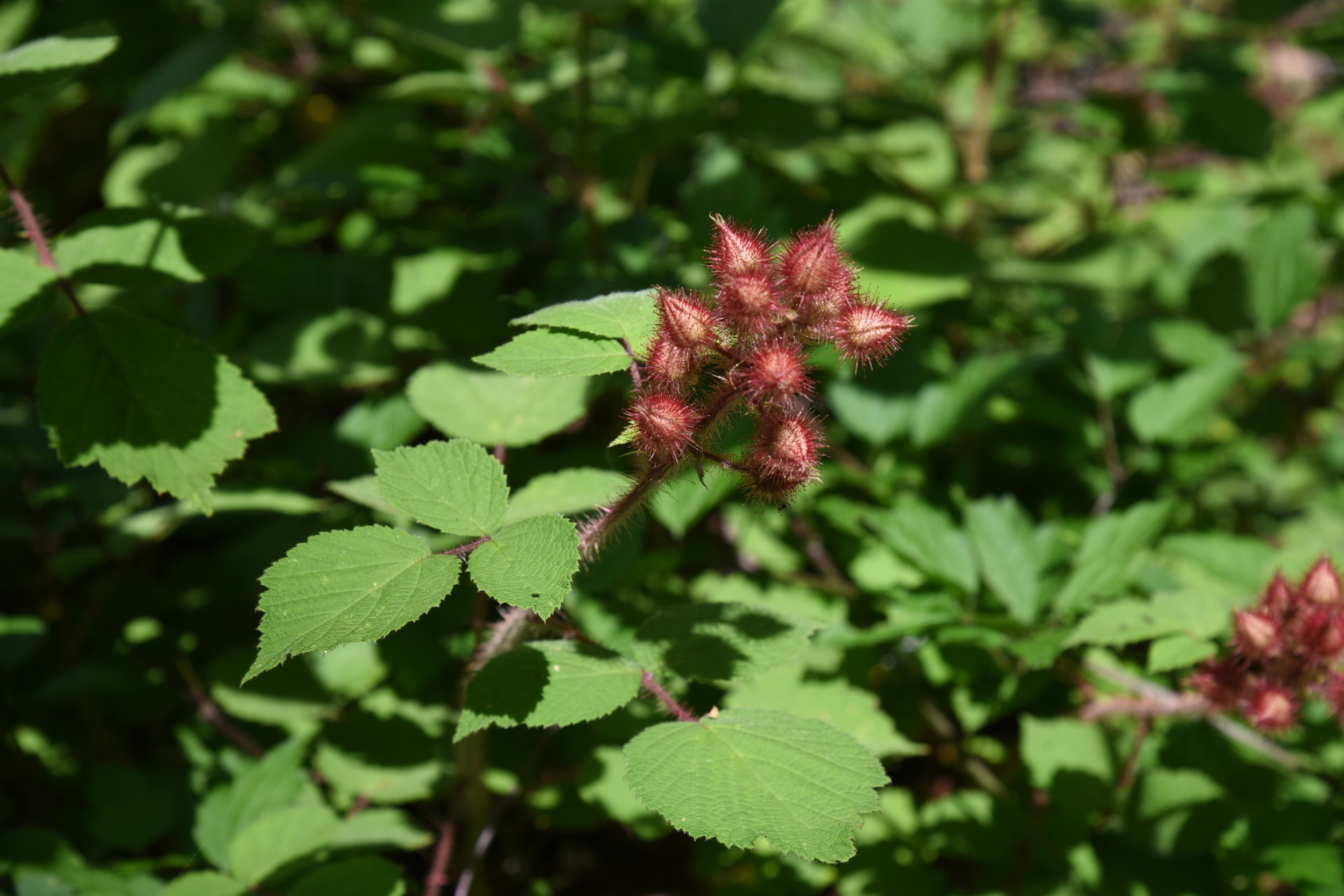 恵那山・大判山・神坂山 これは、なかなか見かけません。
何だろう．．．