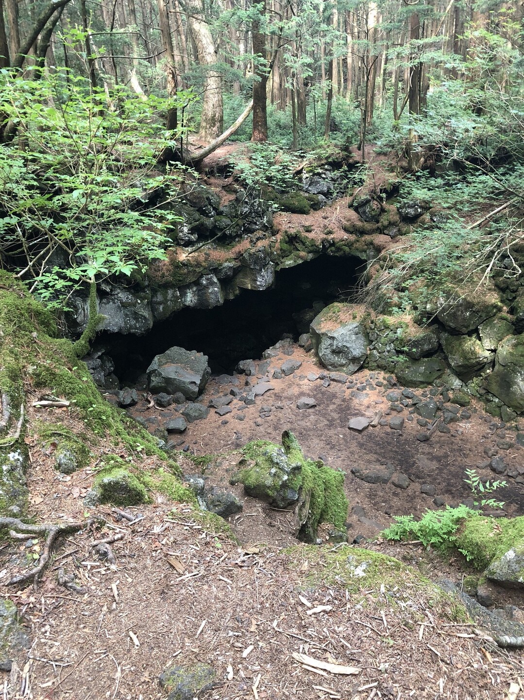 青木ヶ原の樹海と風穴 Noriさんの鳴沢村の活動日記 Yamap ヤマップ